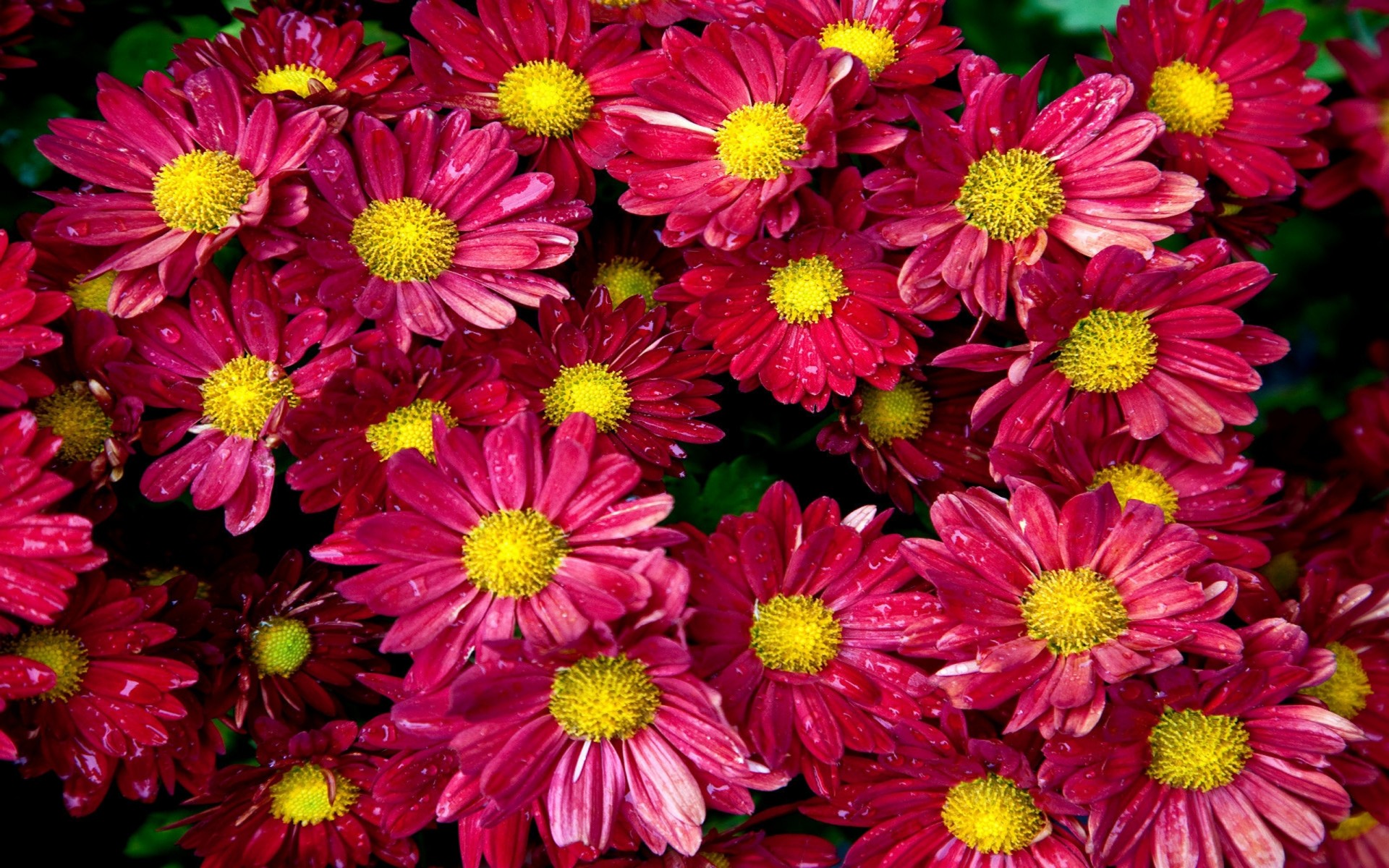 Download mobile wallpaper Flowers, Chrysanthemum, Flower, Earth, Pink Flower for free.