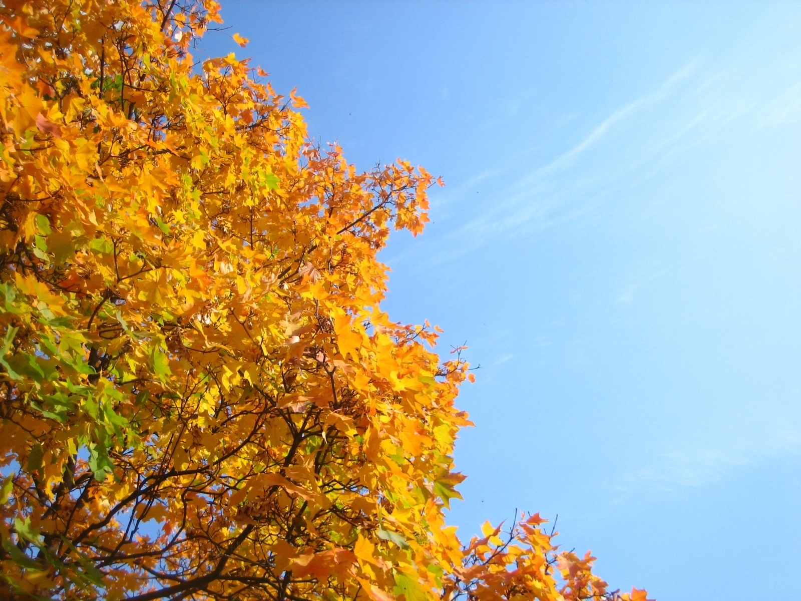 Скачать обои бесплатно Деревья, Растения, Осень картинка на рабочий стол ПК