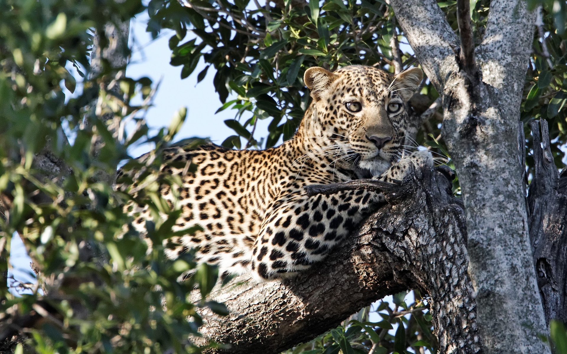 Baixar papel de parede para celular de Animais, Gatos, Leopardo gratuito.