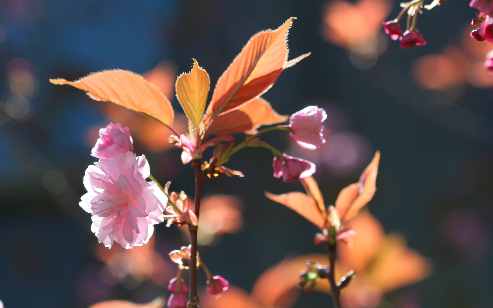Baixe gratuitamente a imagem Flores, Floração, Terra/natureza na área de trabalho do seu PC
