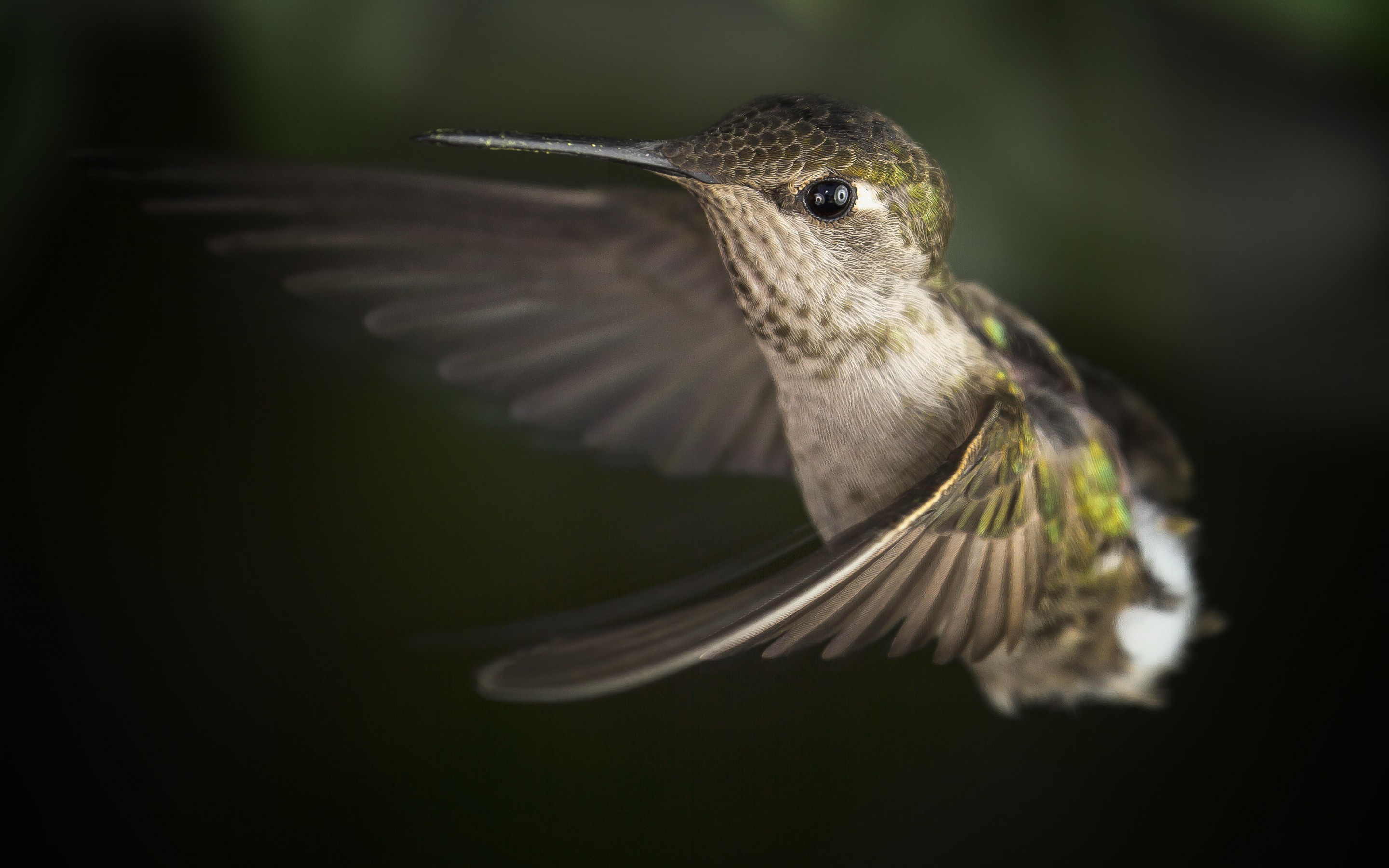 Free HD  Hummingbird