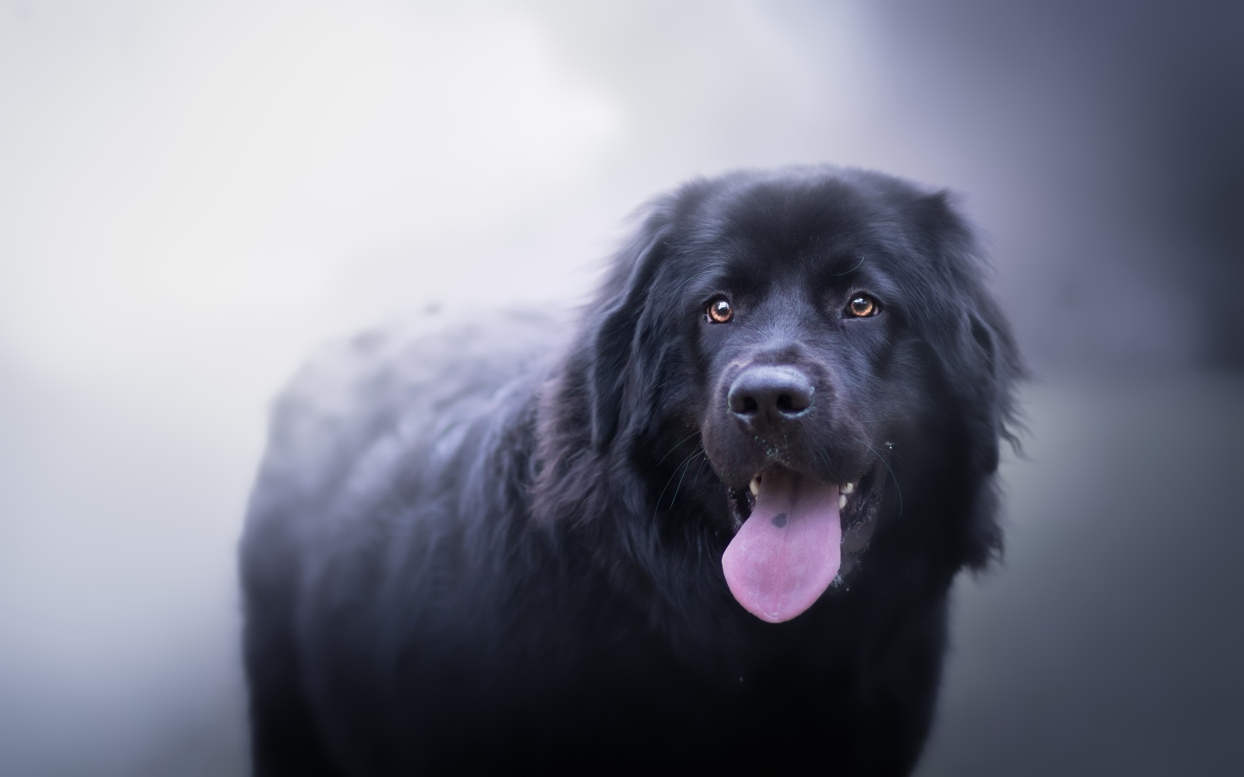 Free download wallpaper Dogs, Dog, Muzzle, Animal, Labrador on your PC desktop