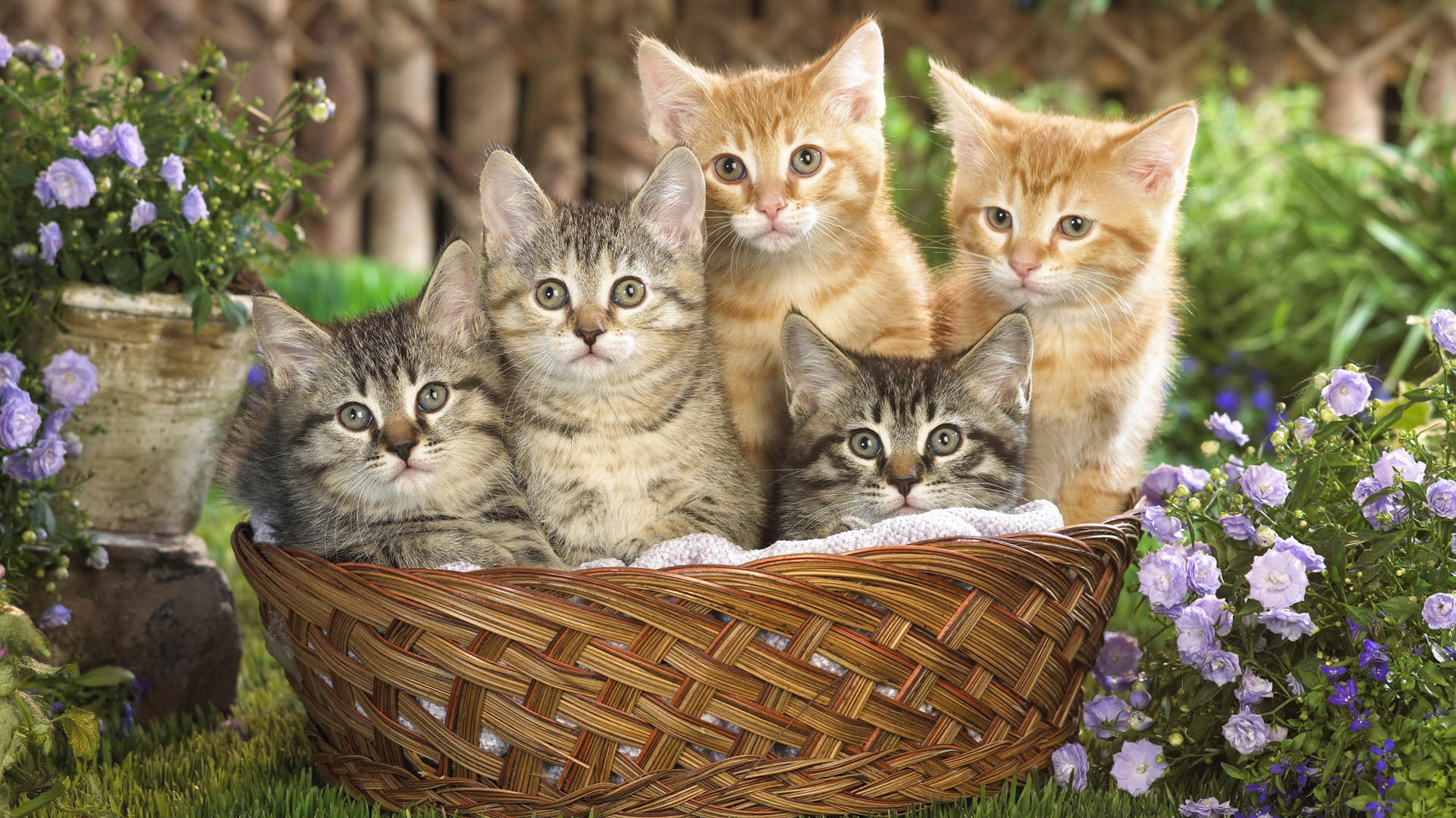 Téléchargez des papiers peints mobile Animaux, Chat gratuitement.