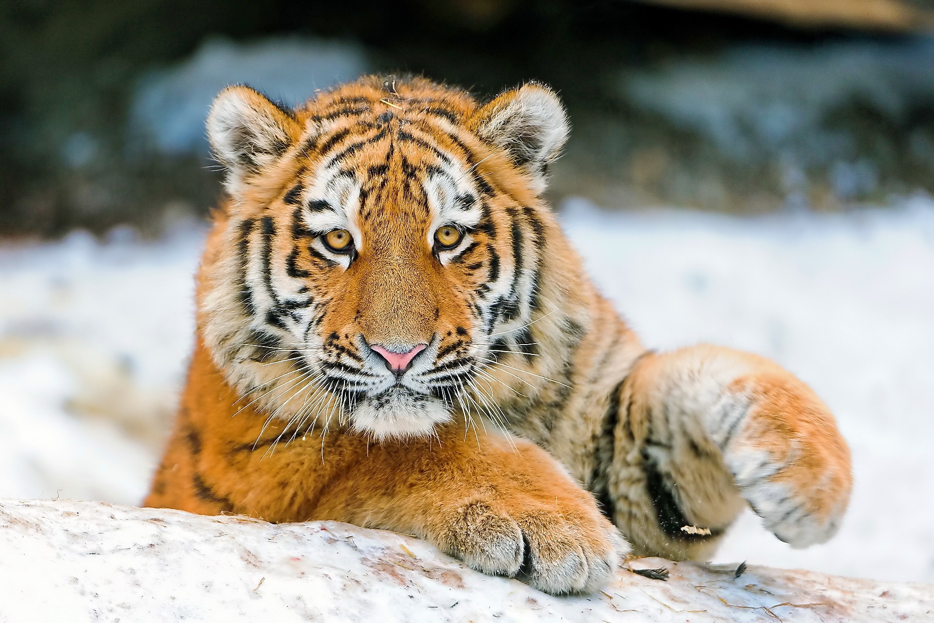 Free download wallpaper Young, Muzzle, Tiger, Joey, Paw, Animals on your PC desktop
