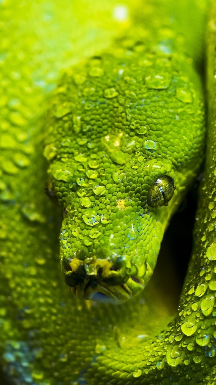 Handy-Wallpaper Tiere, Reptilien, Python kostenlos herunterladen.