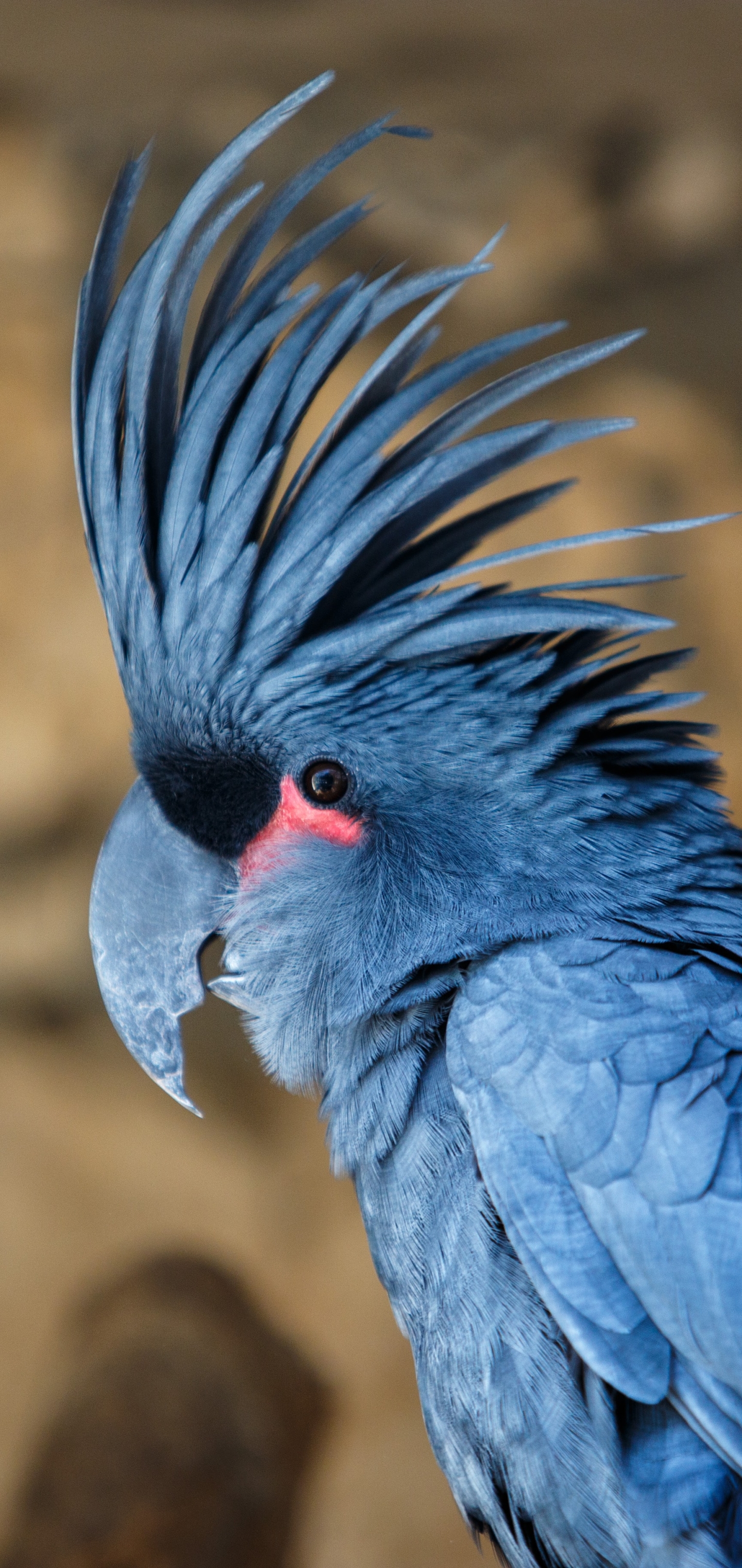 Laden Sie das Tiere, Vögel, Vogel, Palmkakadu-Bild kostenlos auf Ihren PC-Desktop herunter