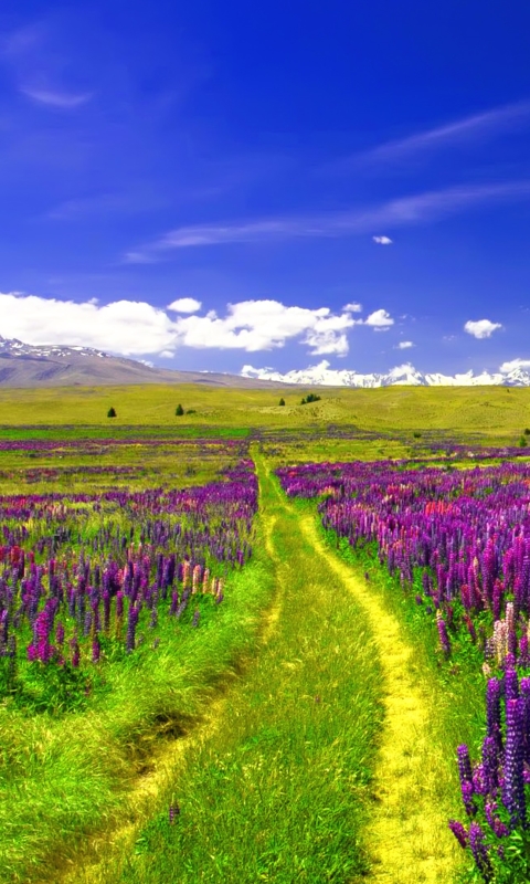 Download mobile wallpaper Landscape, Flower, Earth, Field, Path, Lupine, Purple Flower for free.