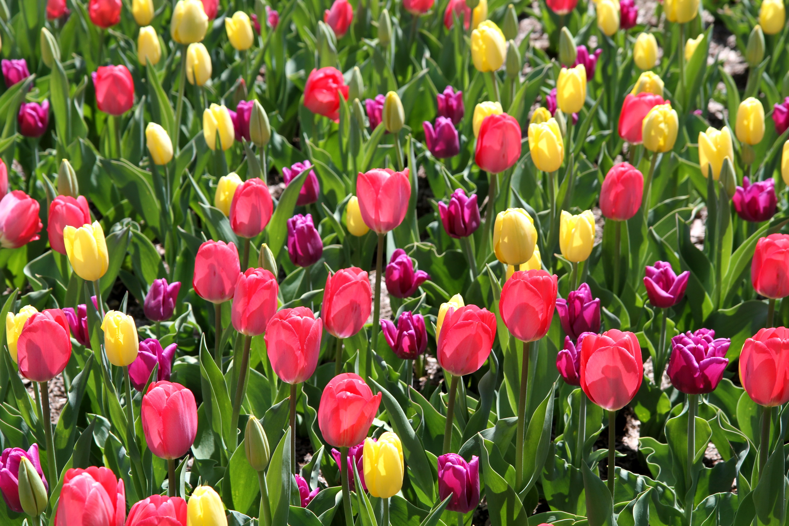 Descarga gratuita de fondo de pantalla para móvil de Flores, Flor, Tulipán, Tierra/naturaleza.