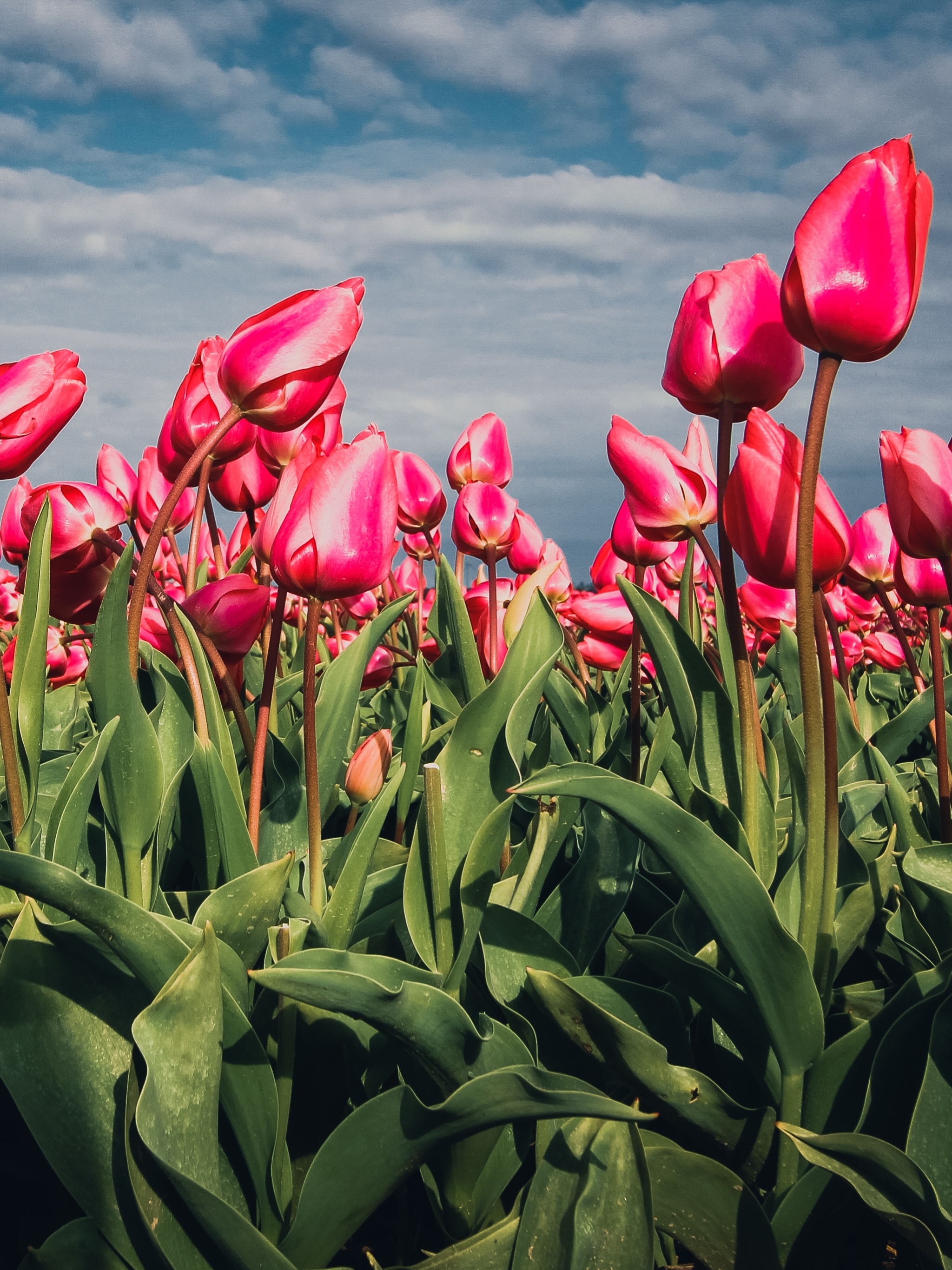 Descarga gratis la imagen Flores, Flor, Flor Rosa, Tulipán, Tierra/naturaleza en el escritorio de tu PC