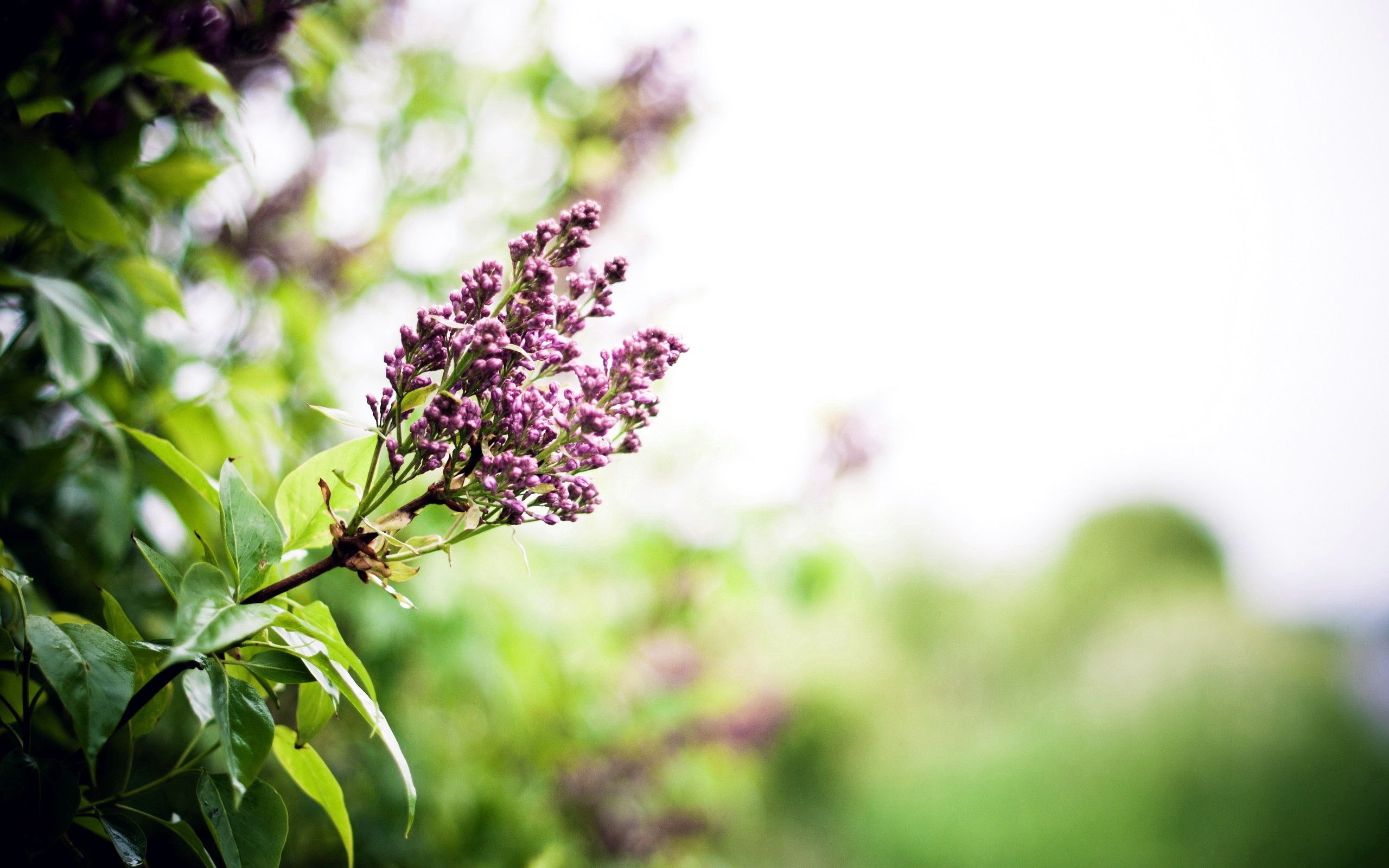 spring, nature, flowers, lilac, branch