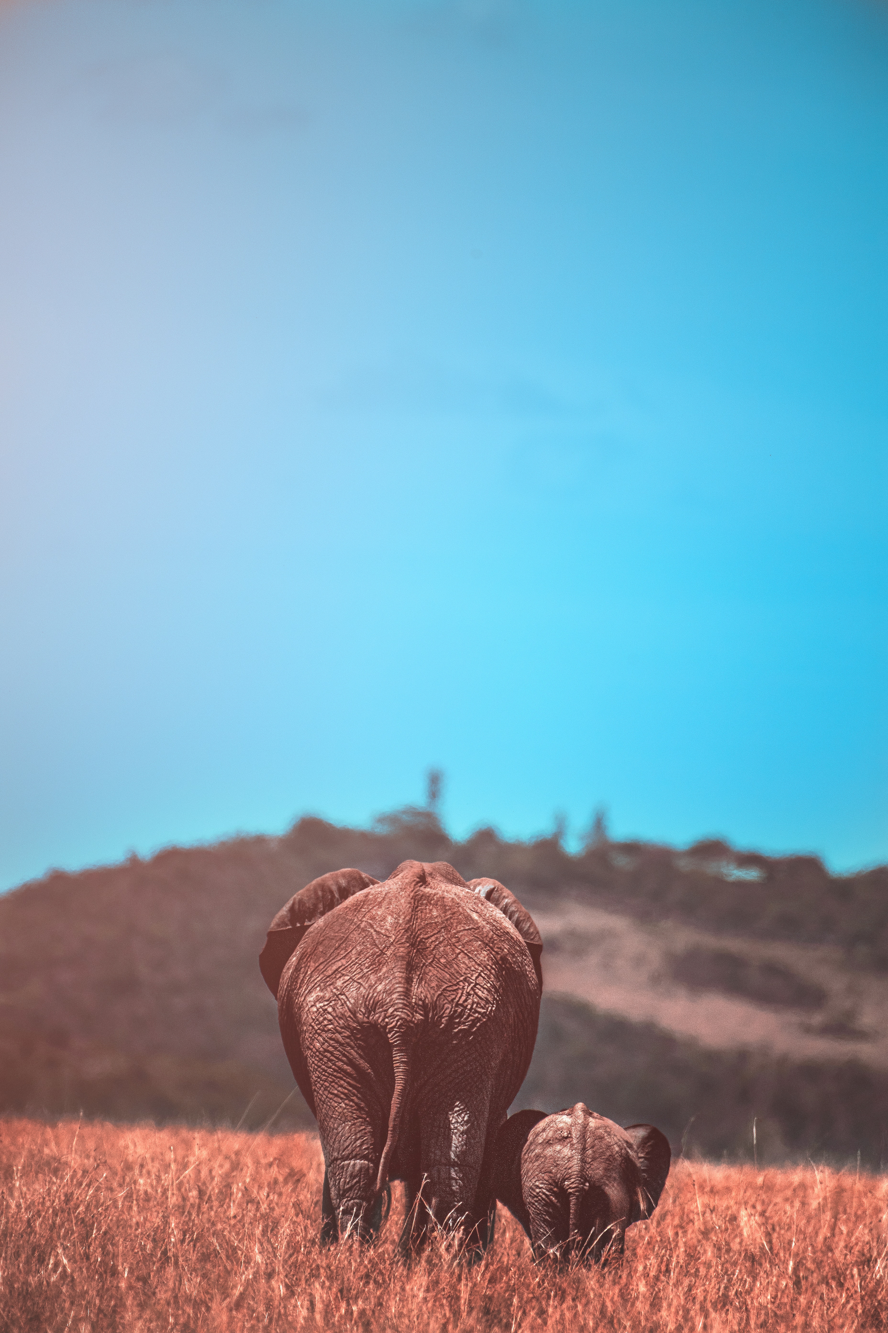 elephant, wildlife, animals, elephants, young, joey High Definition image