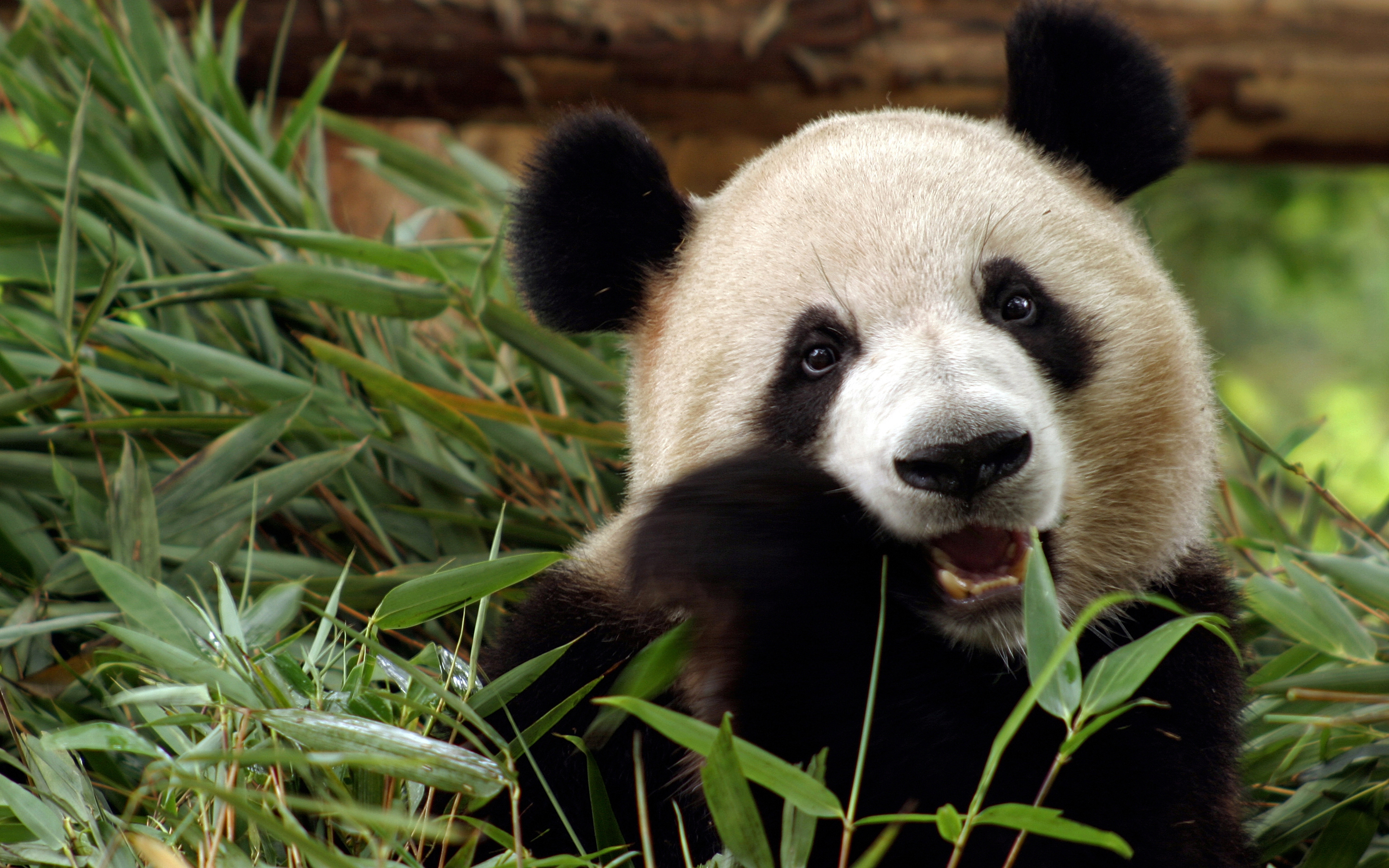 587536 descargar fondo de pantalla animales, panda: protectores de pantalla e imágenes gratis