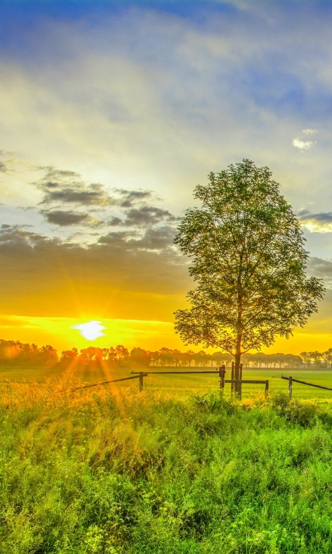 Handy-Wallpaper Landschaft, Sommer, Baum, Himmel, Sonnenuntergang, Erde/natur kostenlos herunterladen.