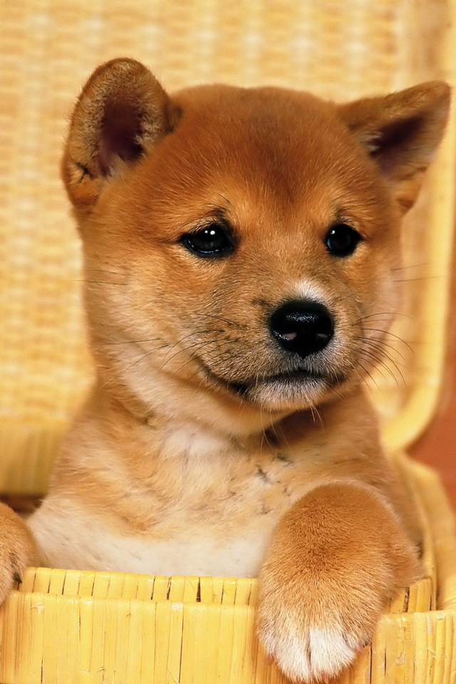 Download mobile wallpaper Dogs, Dog, Animal, Puppy, Shiba Inu for free.