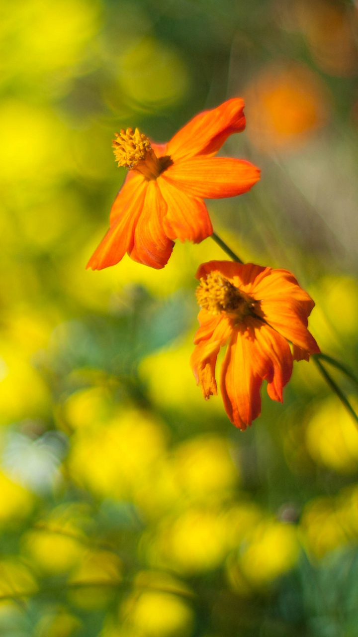 Handy-Wallpaper Blumen, Blume, Erde/natur kostenlos herunterladen.