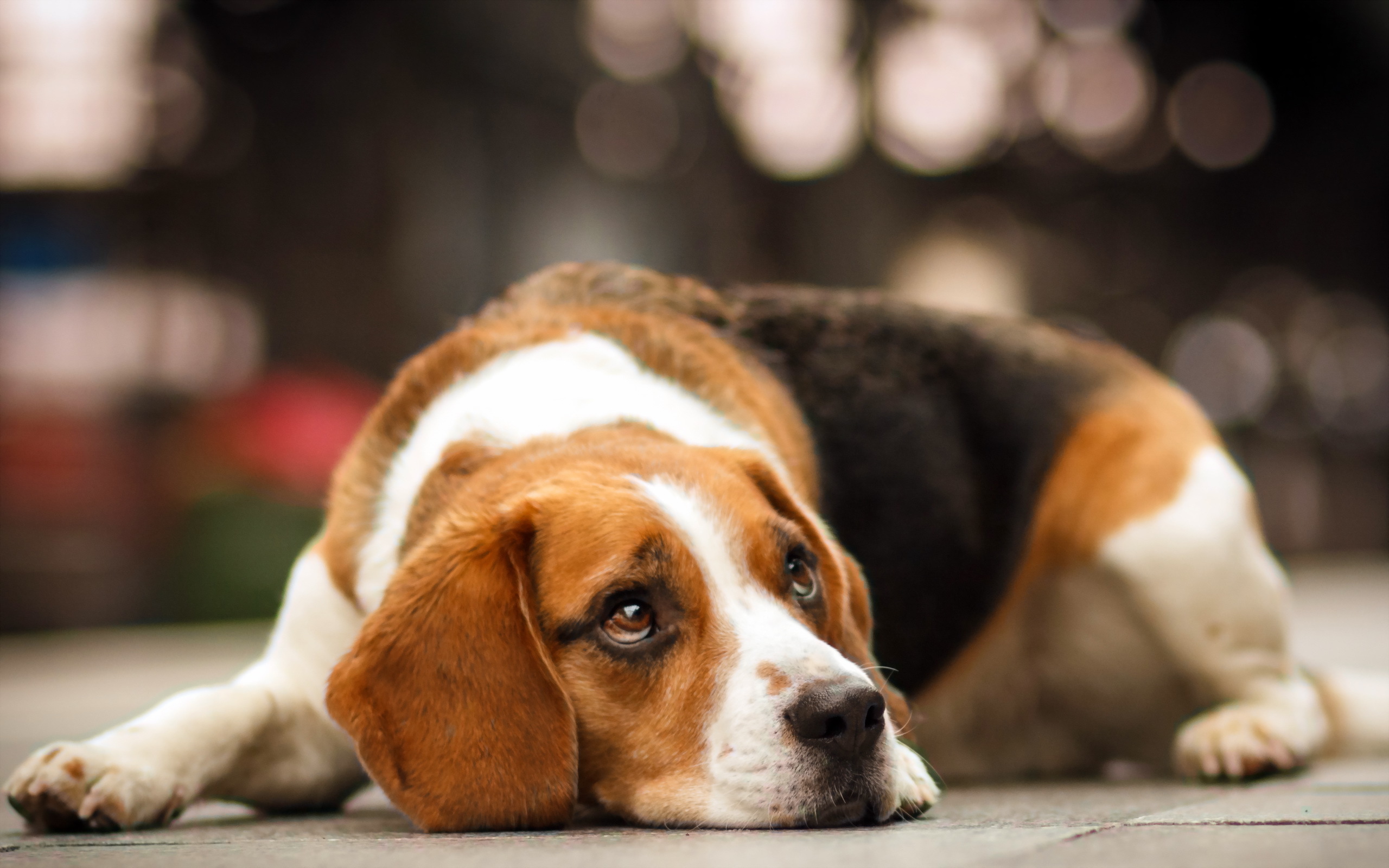 Handy-Wallpaper Beagle, Hunde, Tiere kostenlos herunterladen.