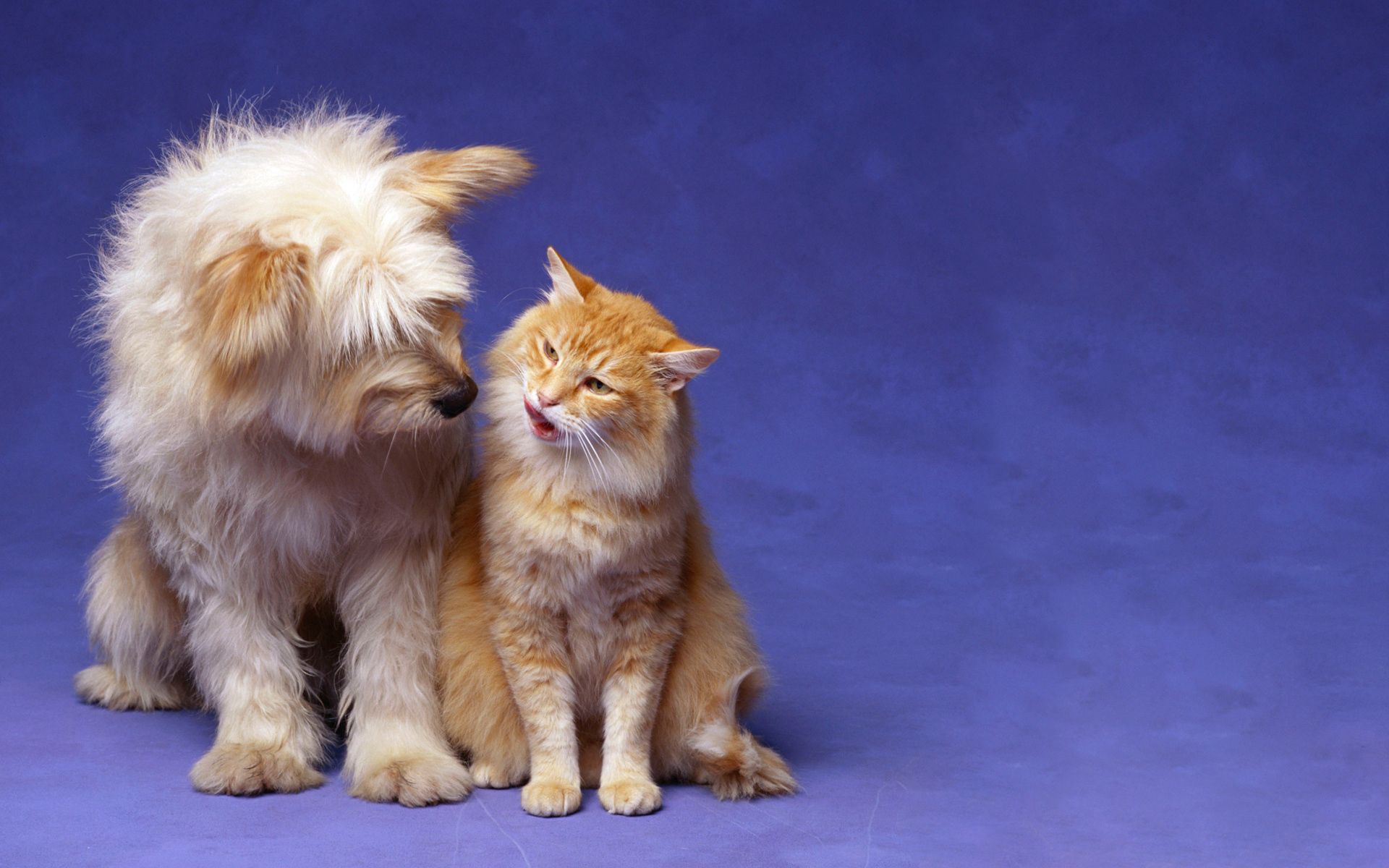 animals, friendship, cat, fluffy, dog