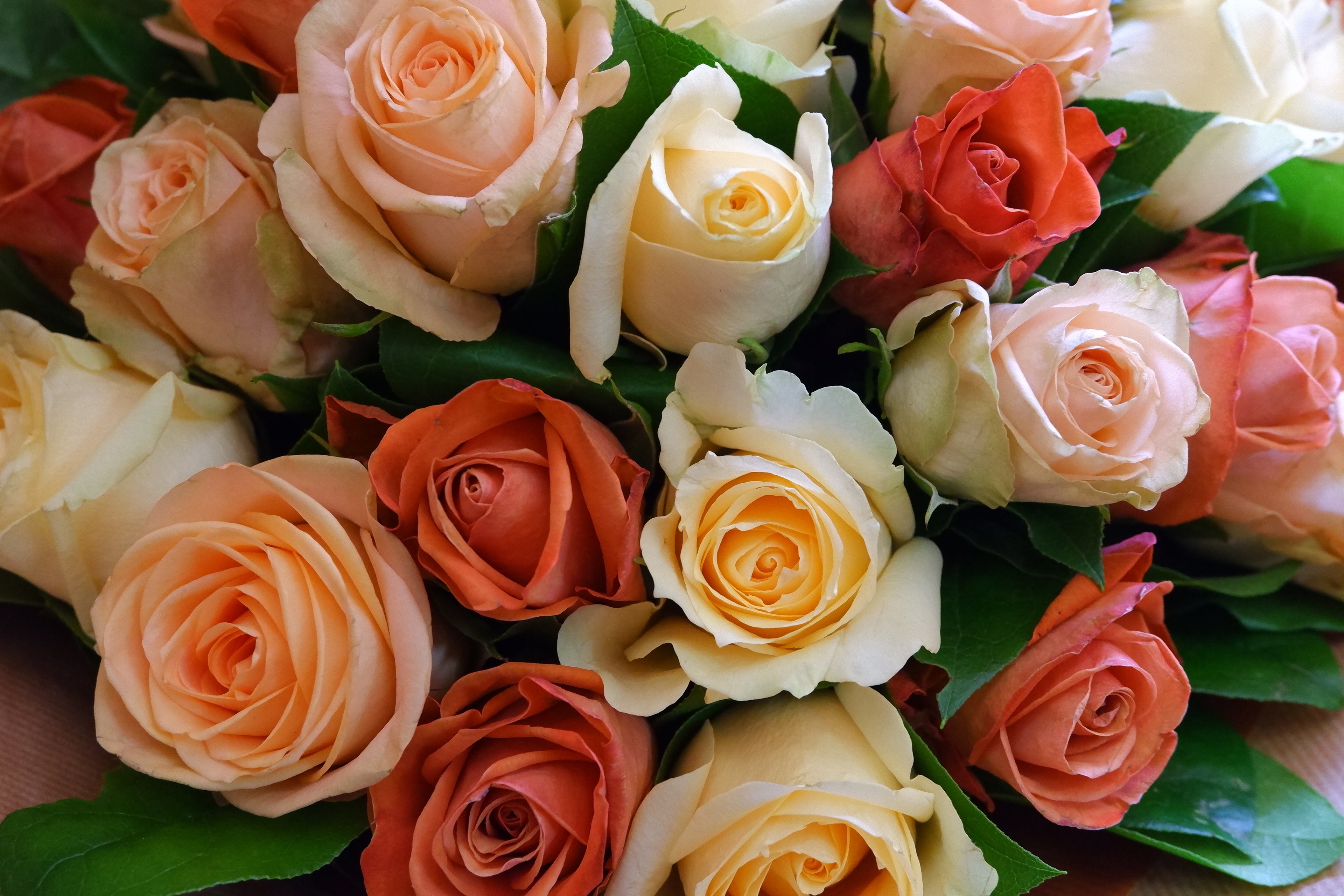 Téléchargez gratuitement l'image Rose, Fleur, Bouquet, Construction Humaine sur le bureau de votre PC