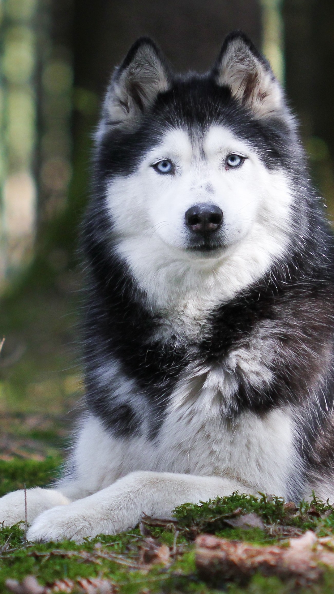 Handy-Wallpaper Tiere, Hunde, Hund, Bokeh, Schlittenhund kostenlos herunterladen.