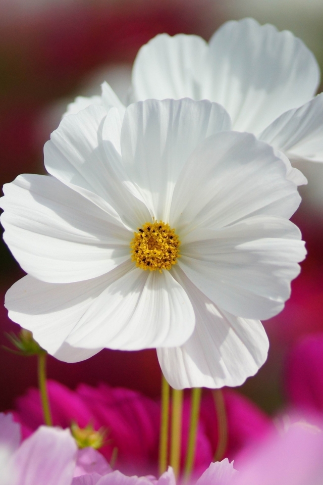 1102634 Bildschirmschoner und Hintergrundbilder Blumen auf Ihrem Telefon. Laden Sie  Bilder kostenlos herunter