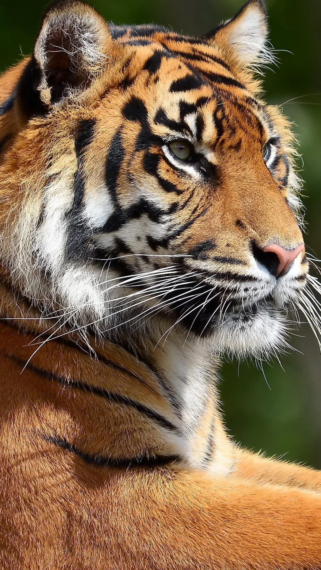 Baixar papel de parede para celular de Animais, Gatos, Tigre gratuito.