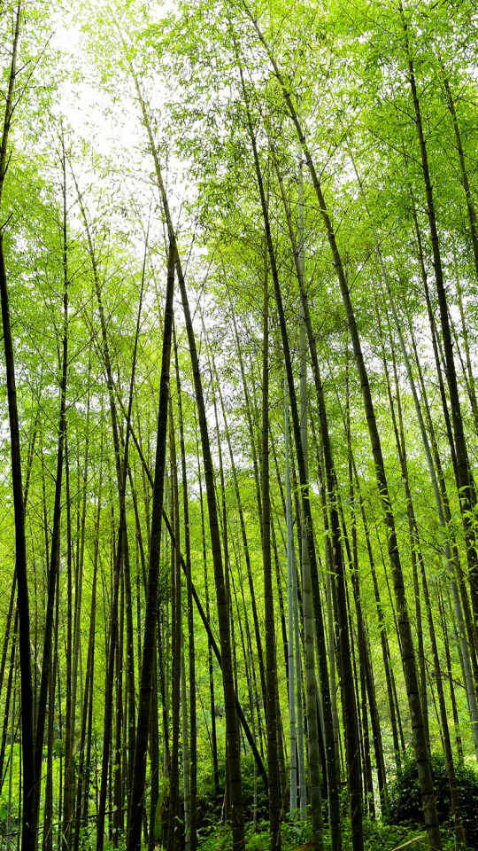 Download mobile wallpaper Nature, Plant, Forest, Earth, Bamboo for free.