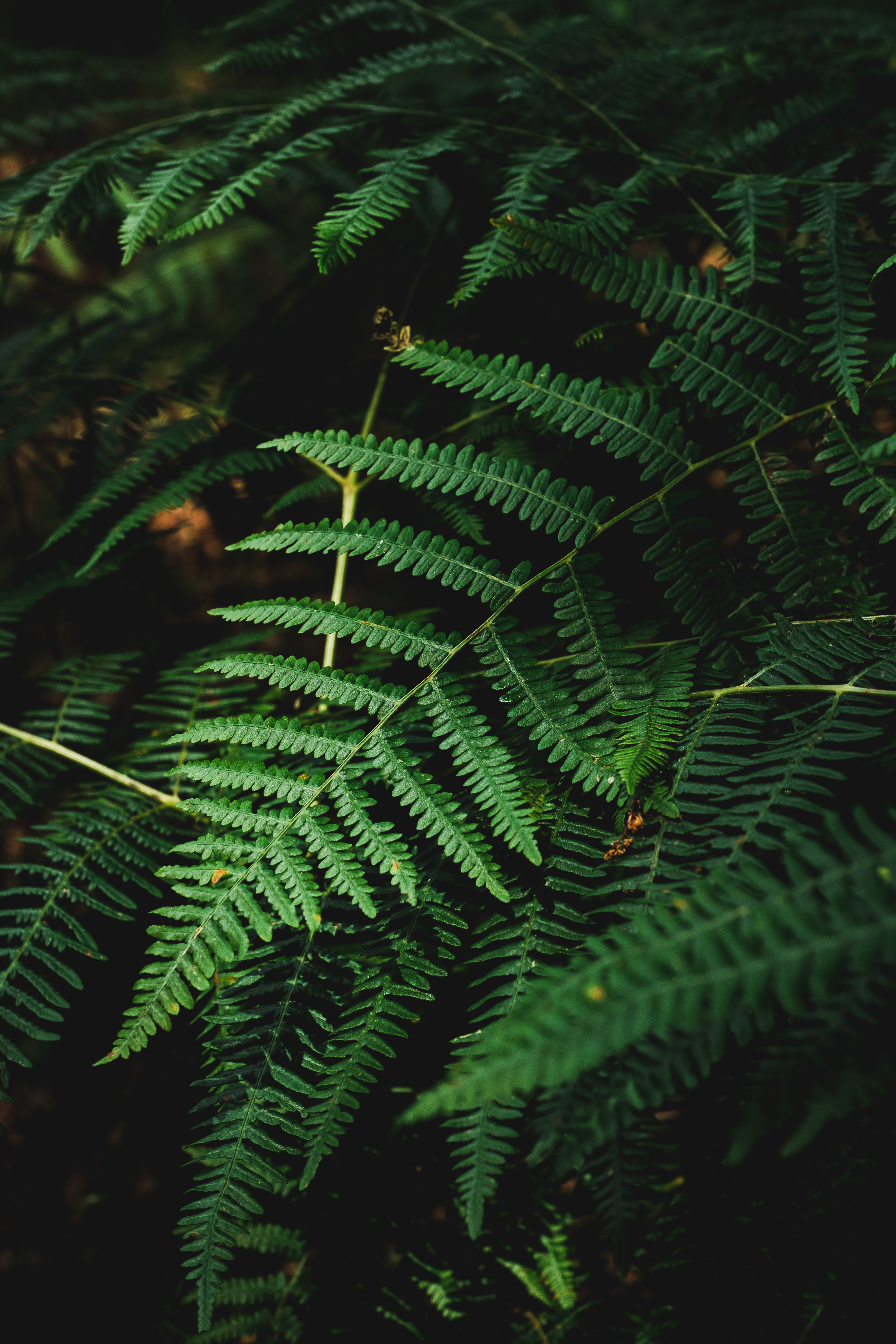 Free download wallpaper Plant, Macro, Dark, Branch, Fern on your PC desktop