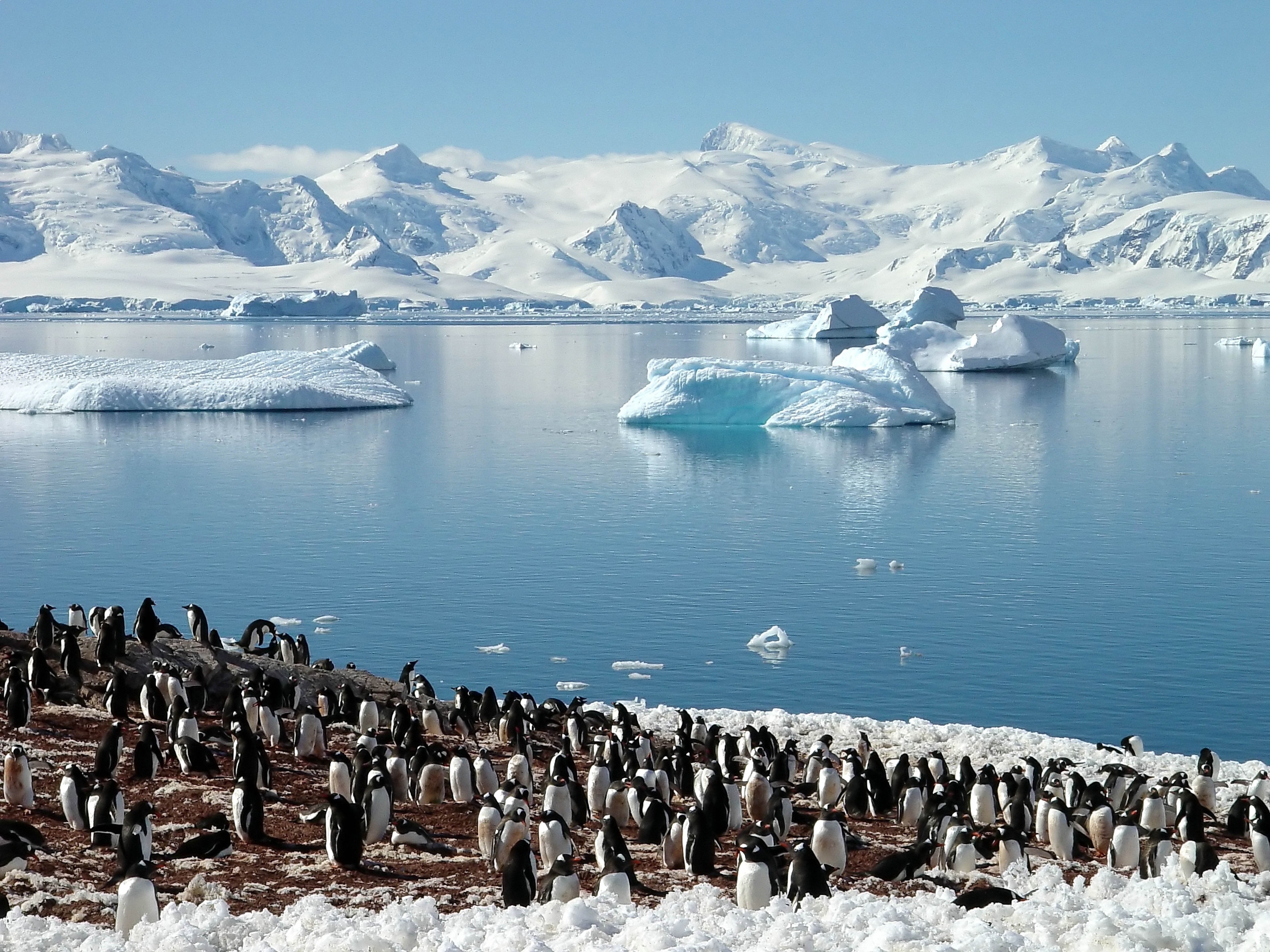 animals, pinguins, sea, flock, spring, glaciers, north