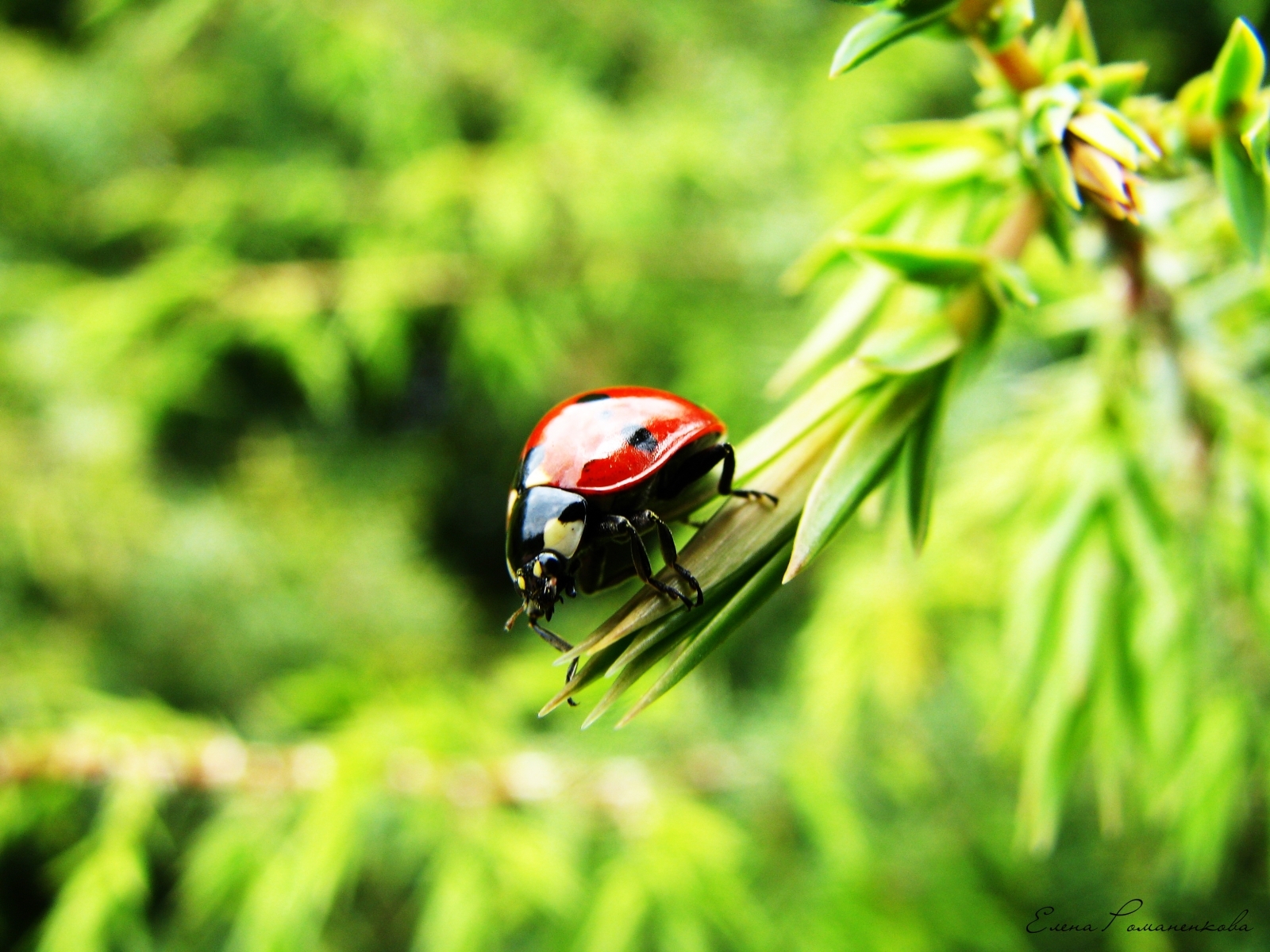 Wallpaper Full HD nature, insects, ladybugs, green
