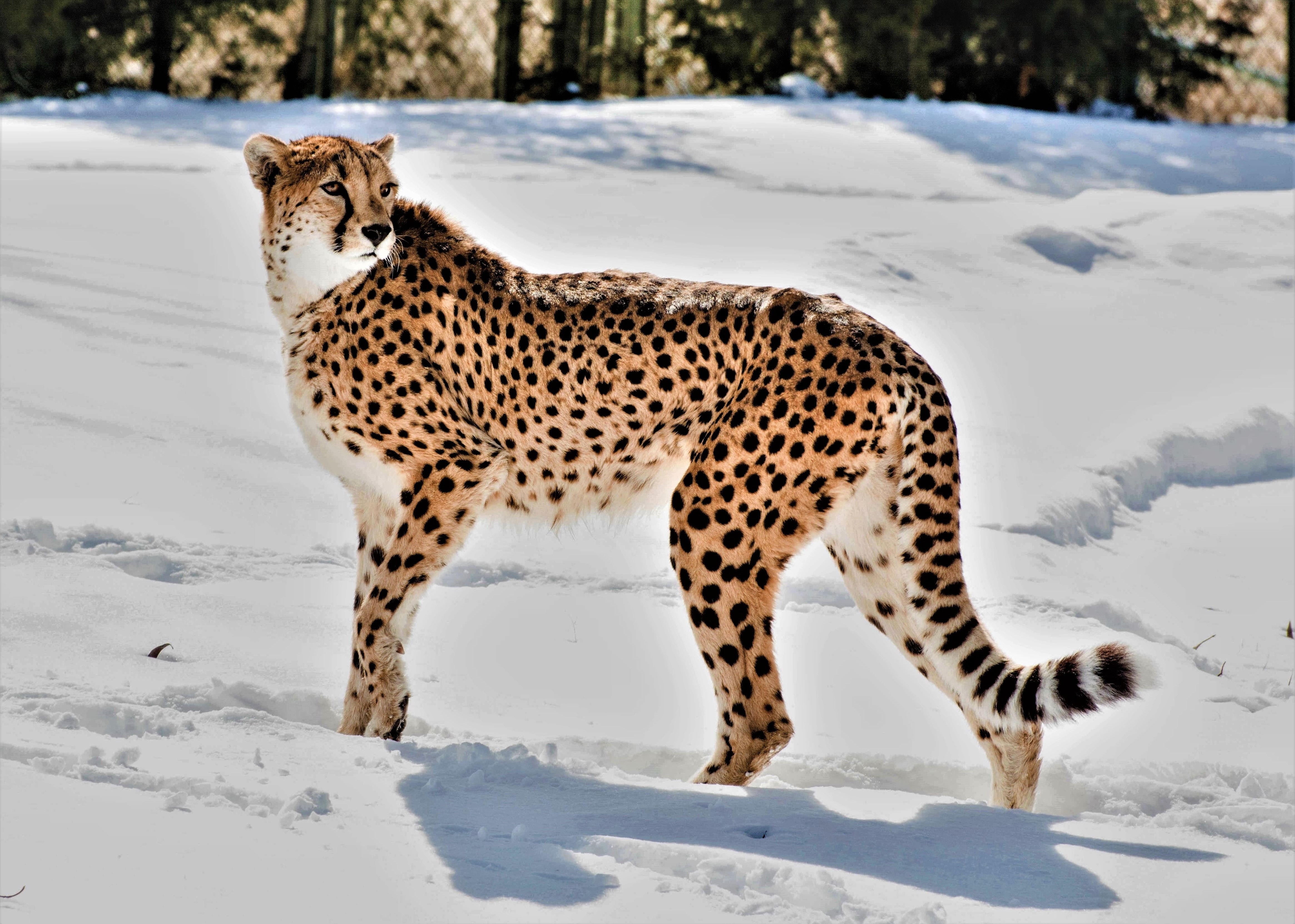 122407 descargar fondo de pantalla animales, guepardo, nieve, leopardo, depredador, gato grande, fauna silvestre, vida silvestre, animal: protectores de pantalla e imágenes gratis