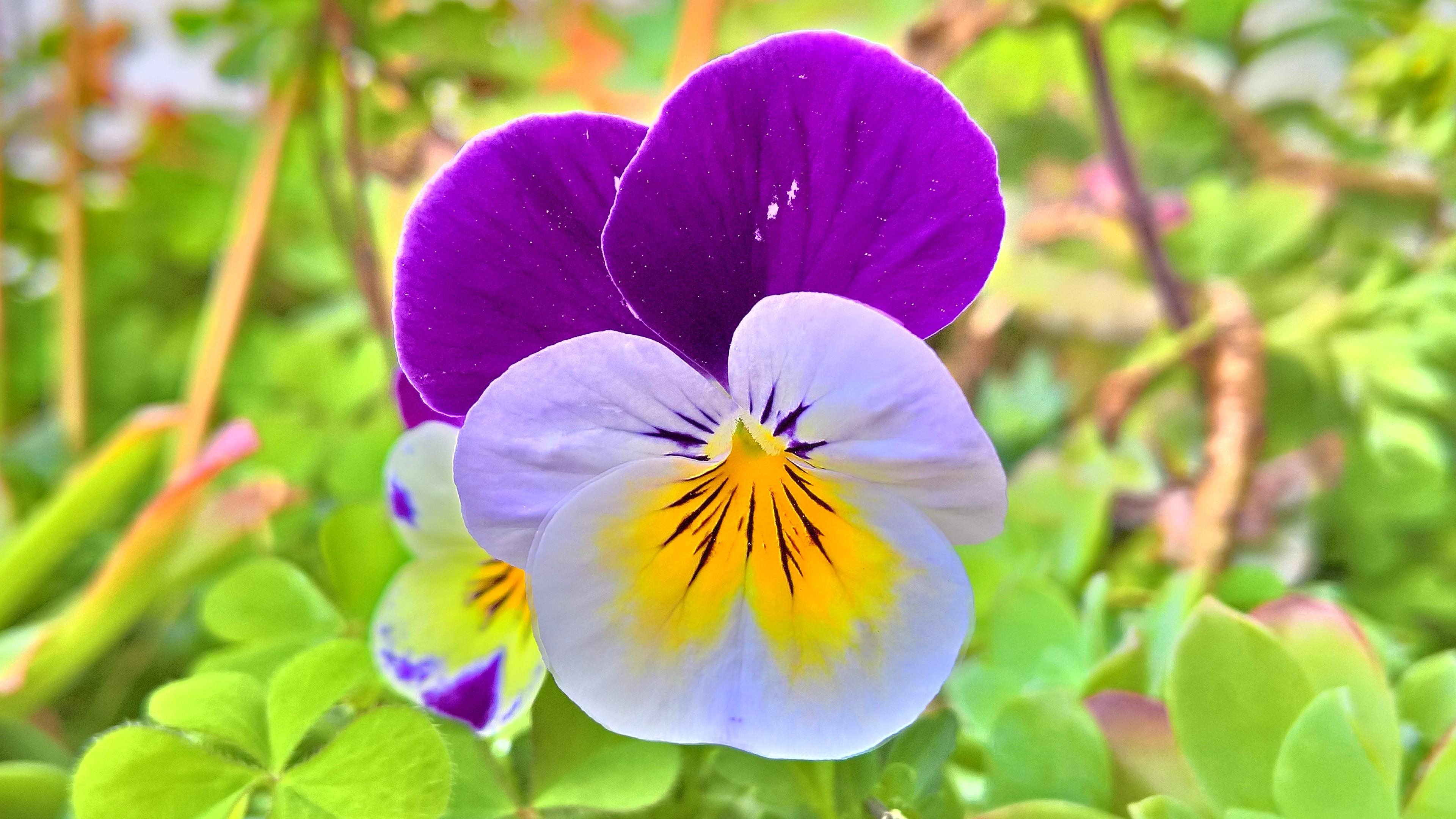 Laden Sie das Blumen, Stiefmütterchen, Blume, Erde/natur-Bild kostenlos auf Ihren PC-Desktop herunter