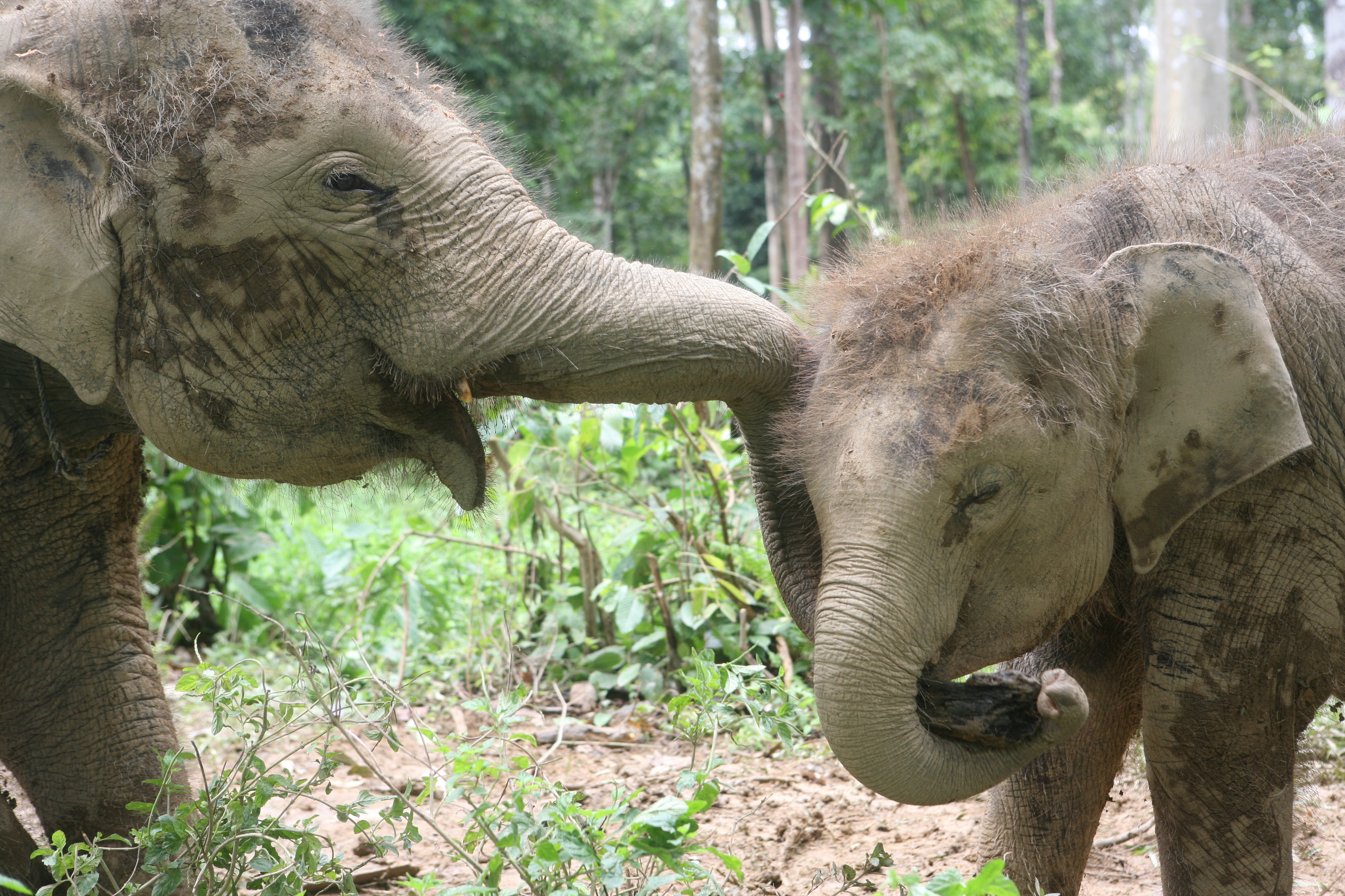 Handy-Wallpaper Asiatischer Elefant, Elefanten, Tiere kostenlos herunterladen.