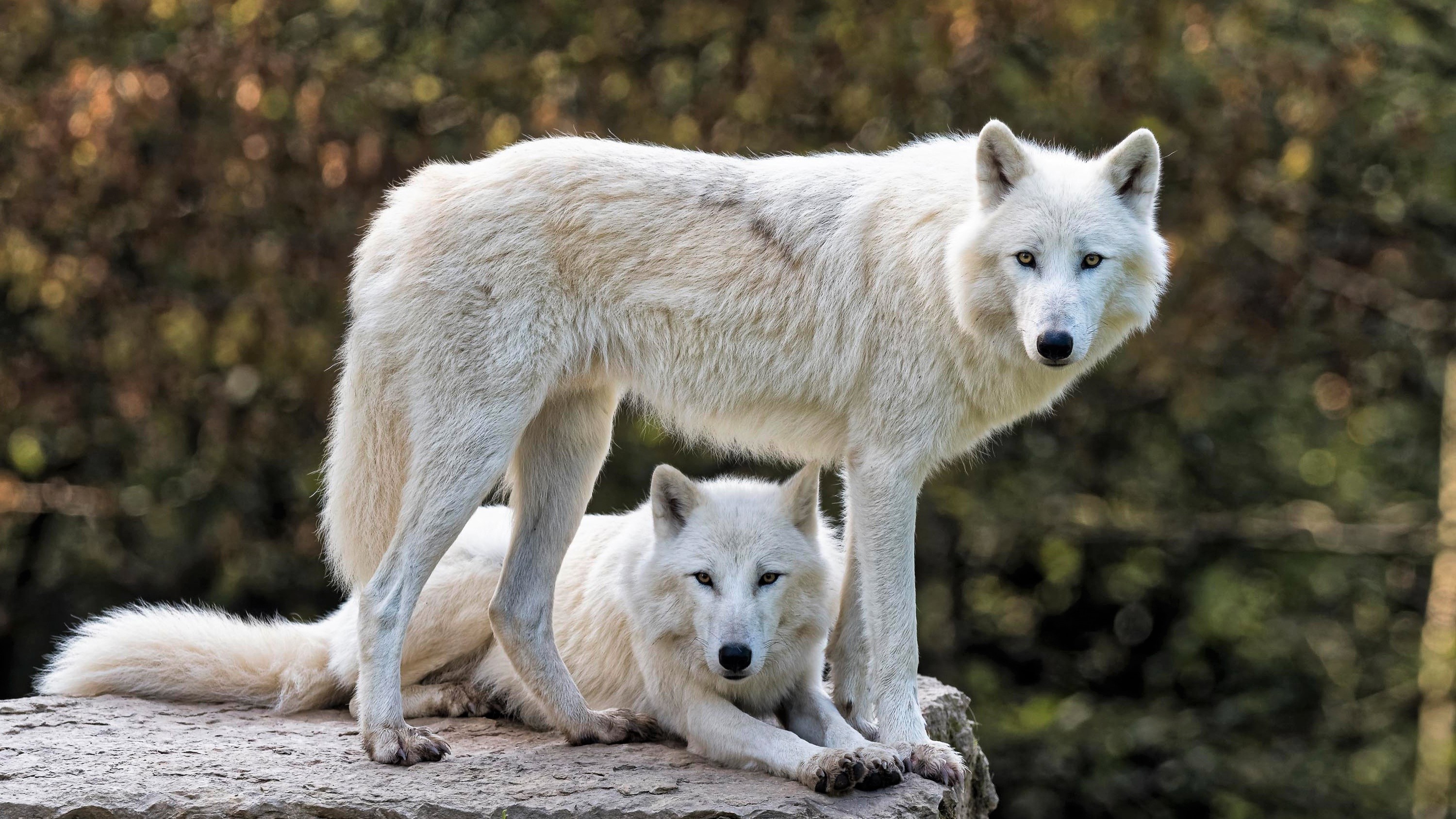 861868 Bild herunterladen tiere, arktischer wolf, bokeh, weißer wolf, wolf - Hintergrundbilder und Bildschirmschoner kostenlos