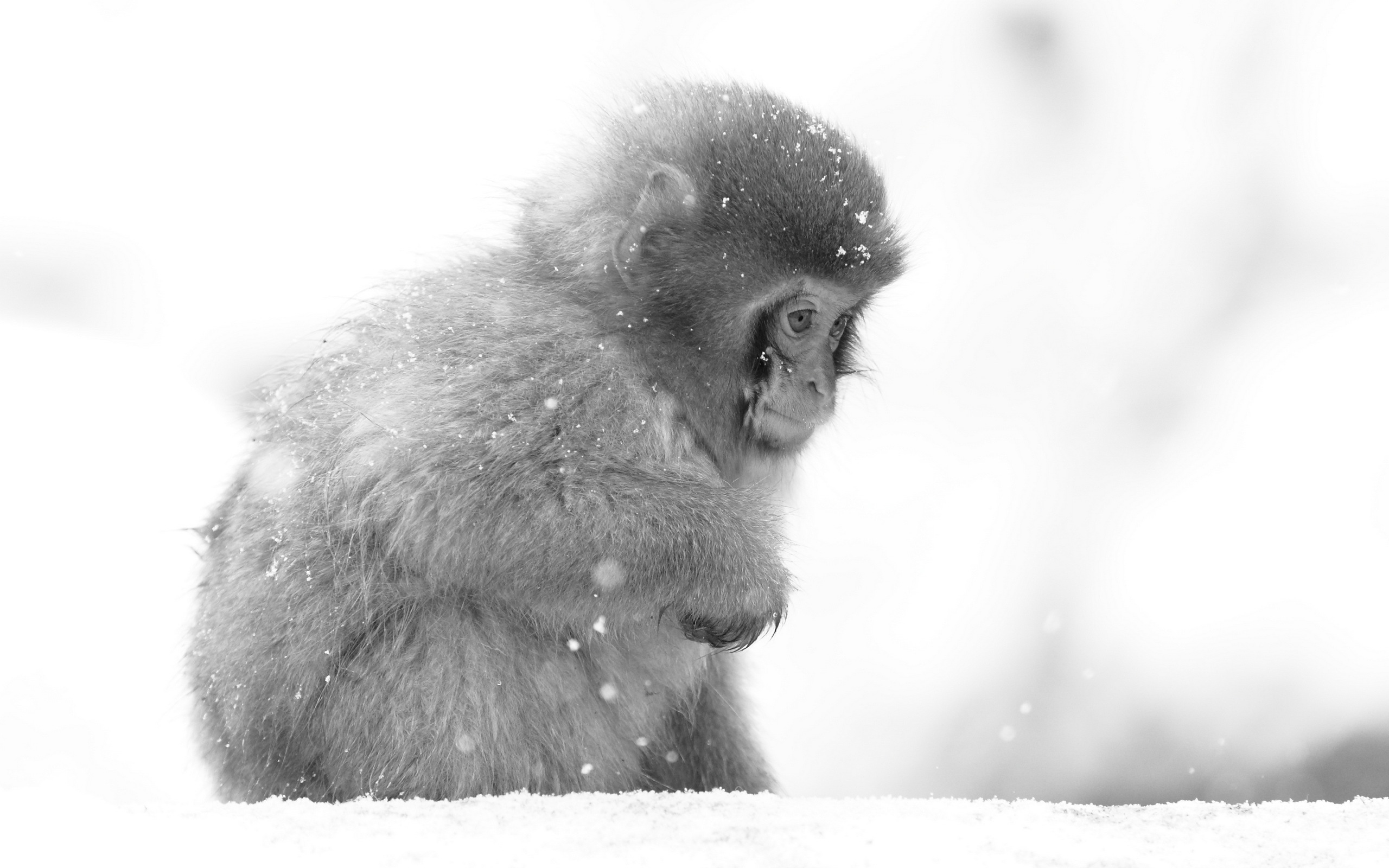282058 baixar imagens animais, macaco japonês, macacos - papéis de parede e protetores de tela gratuitamente