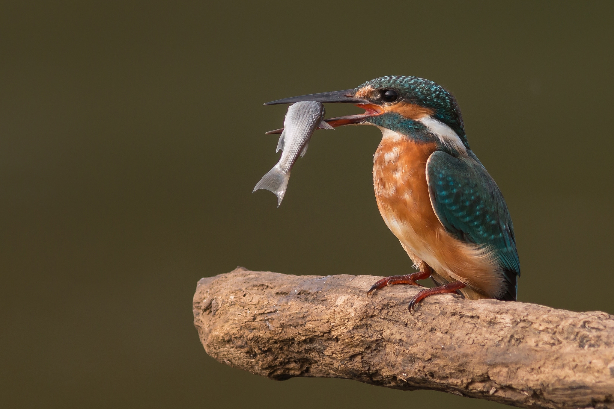 Free download wallpaper Birds, Bird, Animal, Fish, Kingfisher on your PC desktop