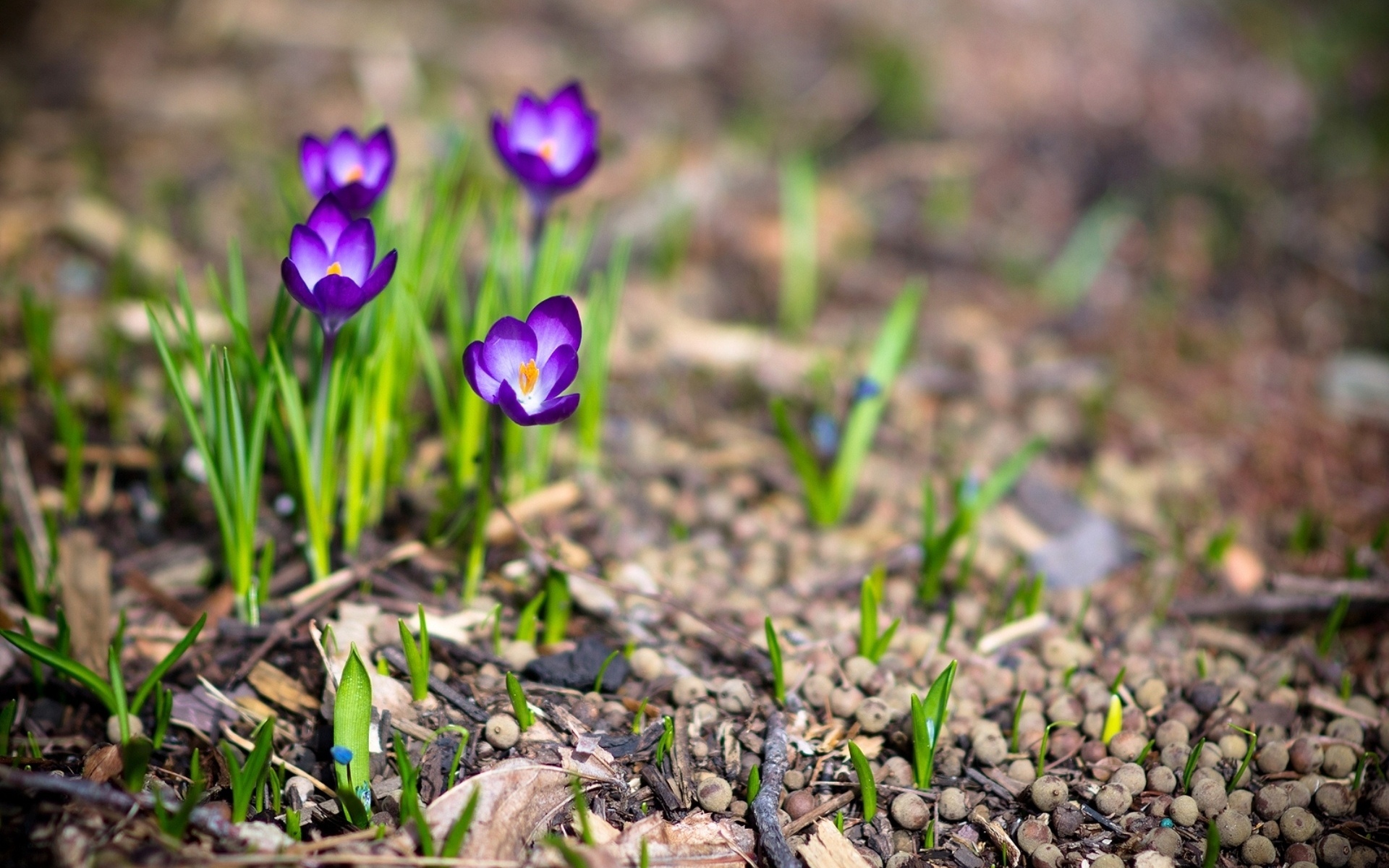 Téléchargez gratuitement l'image Fleurs, Iris, Terre/nature sur le bureau de votre PC