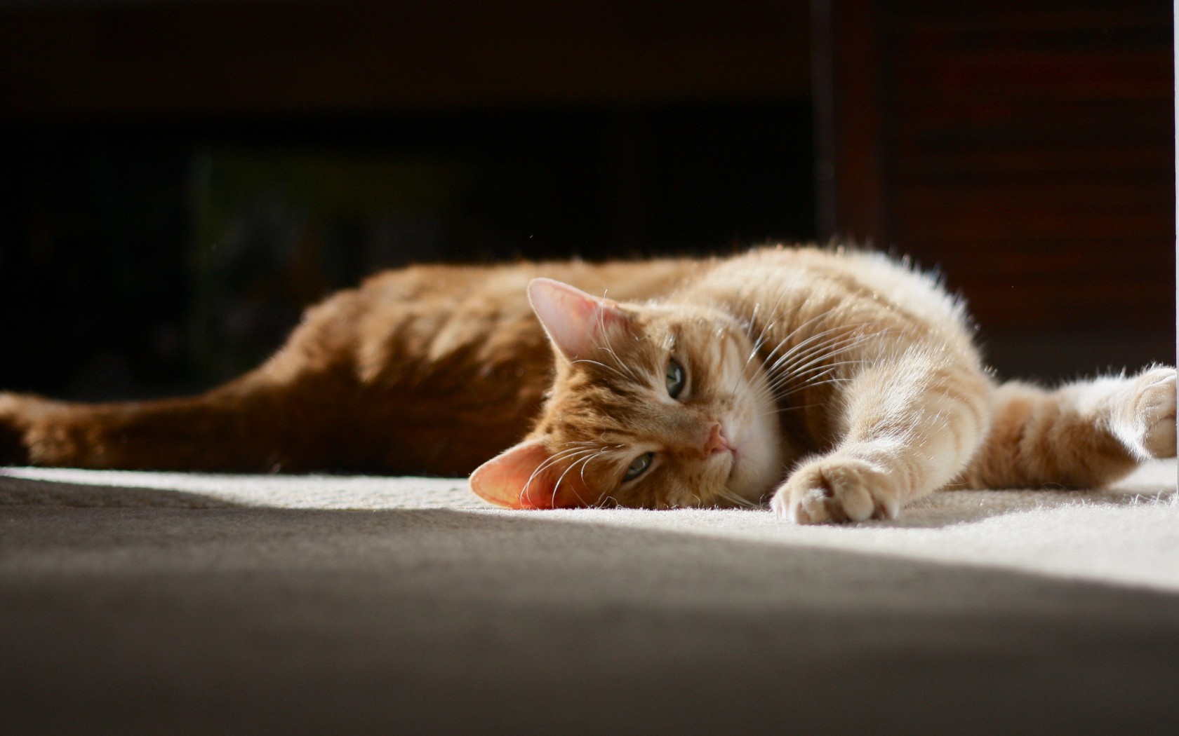 Baixe gratuitamente a imagem Animais, Gatos, Gato na área de trabalho do seu PC