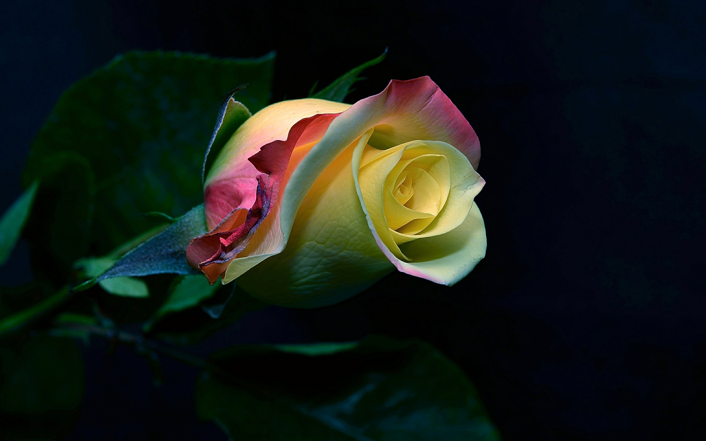 Laden Sie das Natur, Blumen, Blume, Rose, Weiße Blume, Erde/natur-Bild kostenlos auf Ihren PC-Desktop herunter