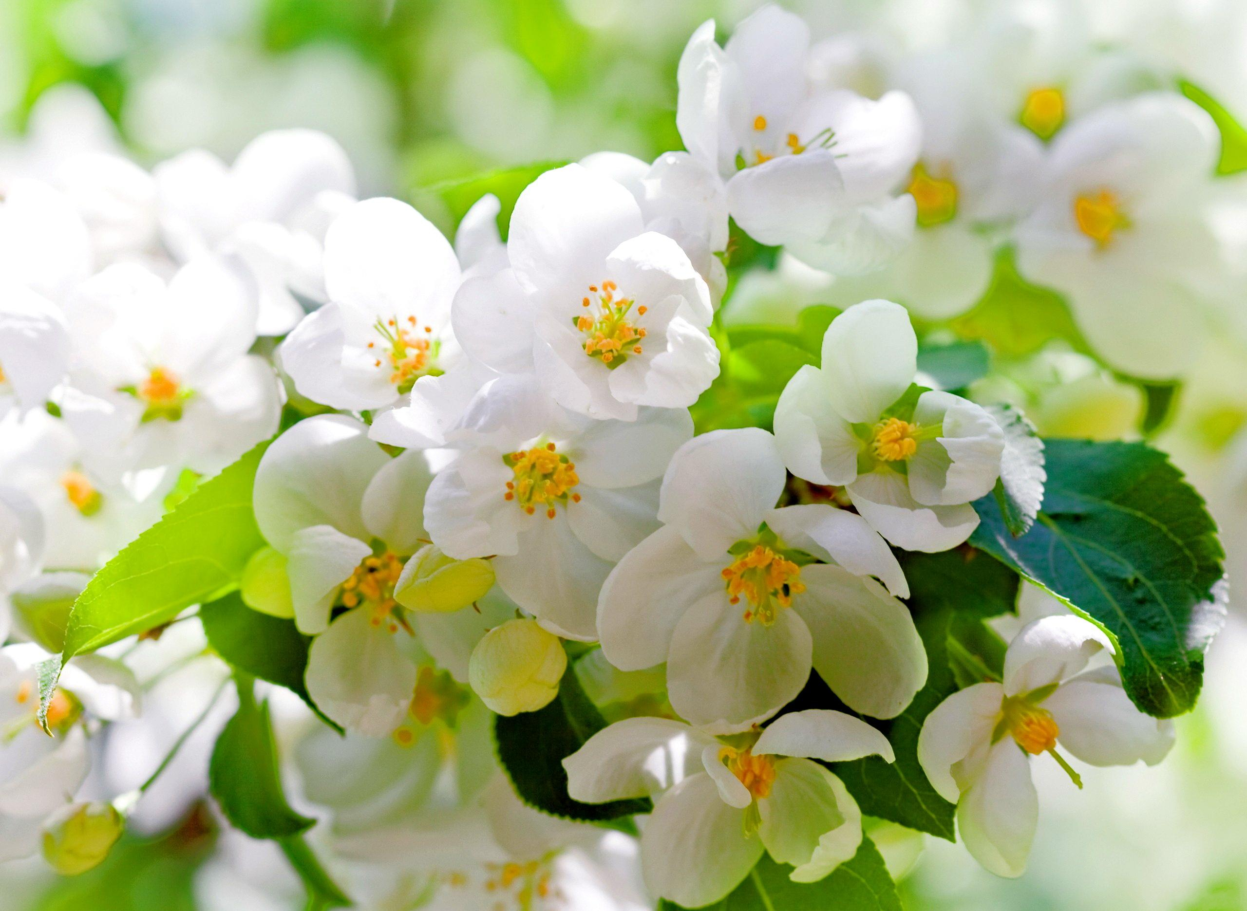 Скачати мобільні шпалери Квітка, Цвітіння, Земля, Весна, Біла Квітка, Флауерзи безкоштовно.