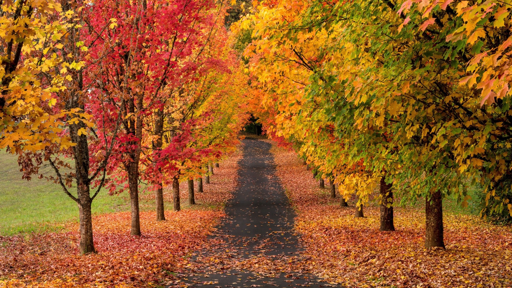 Handy-Wallpaper Herbst, Straße, Baum, Pfad, Menschengemacht, Von Bäumen Gesäumt kostenlos herunterladen.