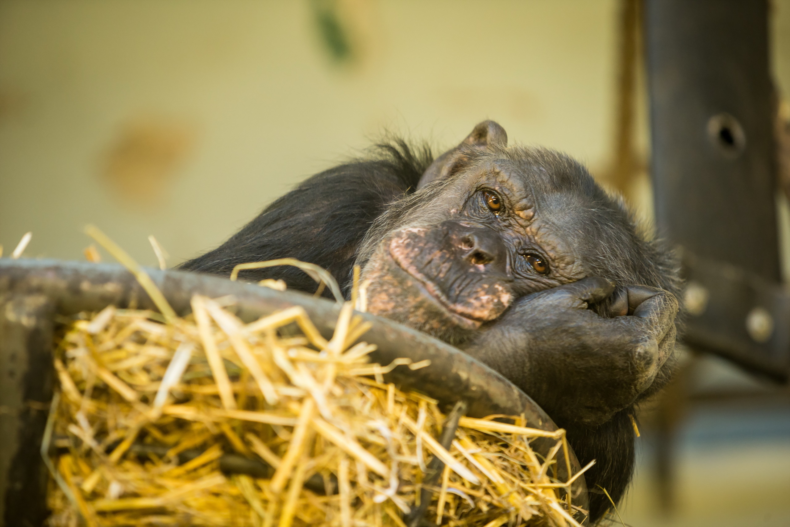 Завантажити шпалери безкоштовно Мавпи, Мавпа, Тварина, Шимпанзе картинка на робочий стіл ПК
