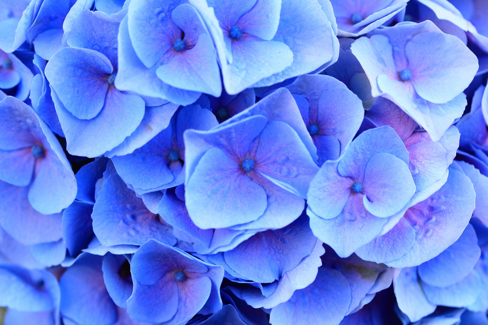 Descarga gratis la imagen Flores, Flor, Hortensia, Tierra/naturaleza, Macrofotografía, Flor Azul en el escritorio de tu PC