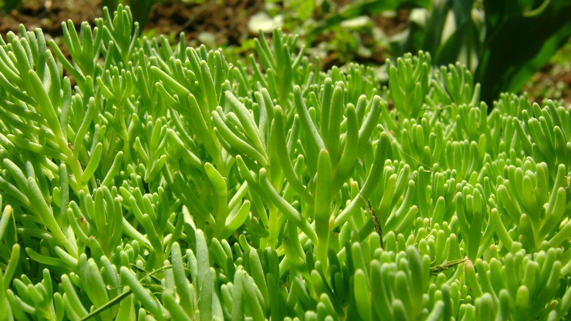 Laden Sie das Grass, Pflanze, Makro, Grüne, Grünen-Bild kostenlos auf Ihren PC-Desktop herunter