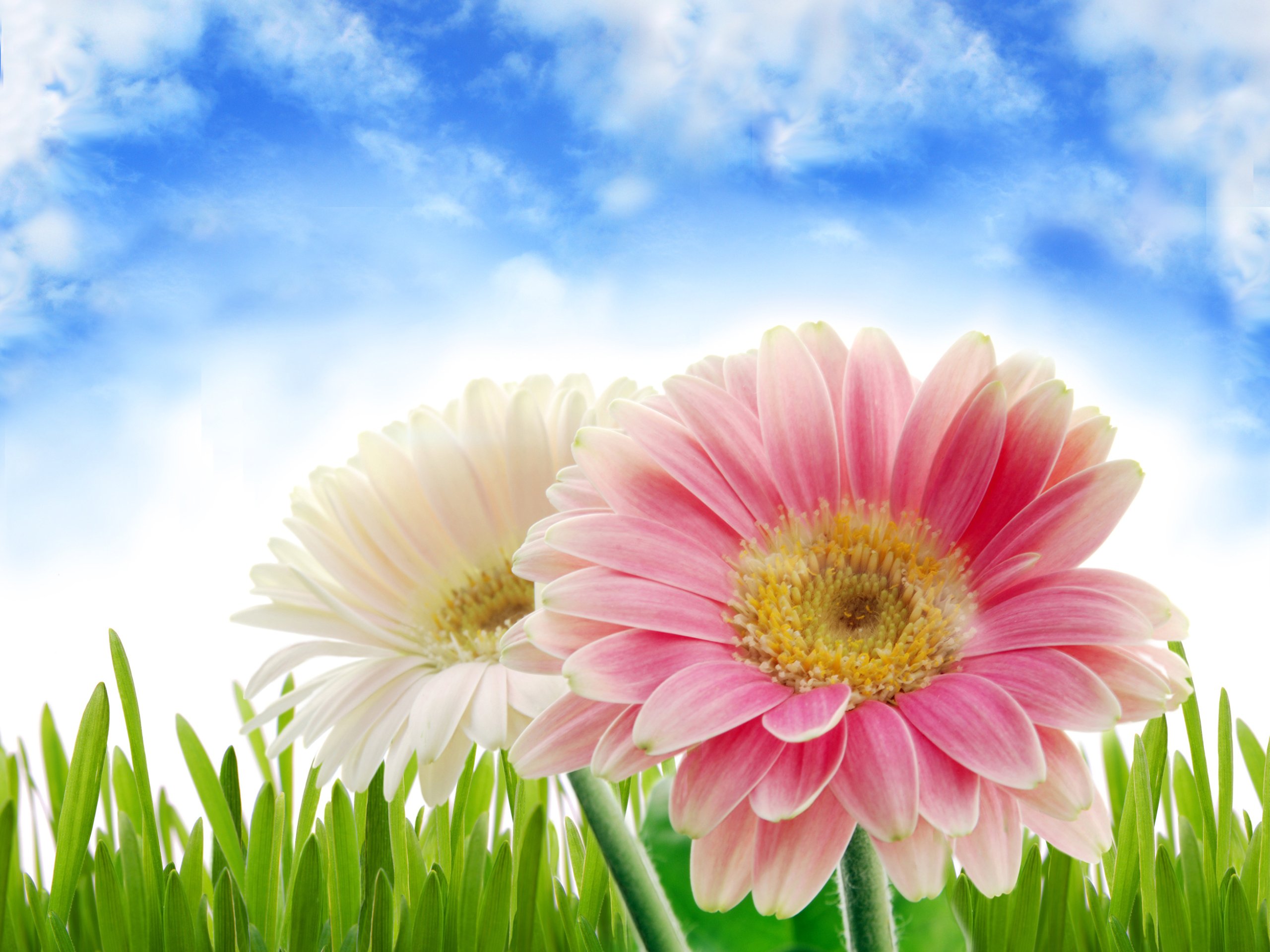 Скачать обои бесплатно Трава, Цветок, Весна, Гербера, Белый Цветок, Художественные, Розовый Цветок картинка на рабочий стол ПК