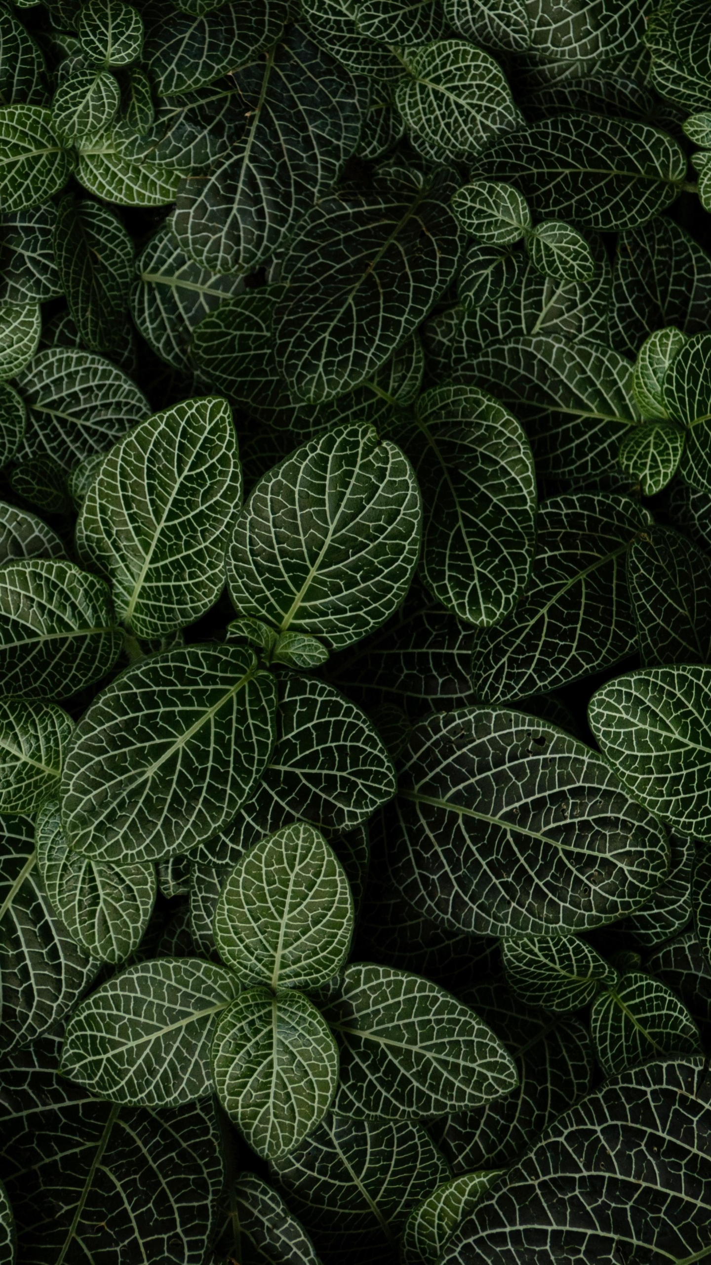 Download mobile wallpaper Plant, Leaf, Earth, Greenery for free.