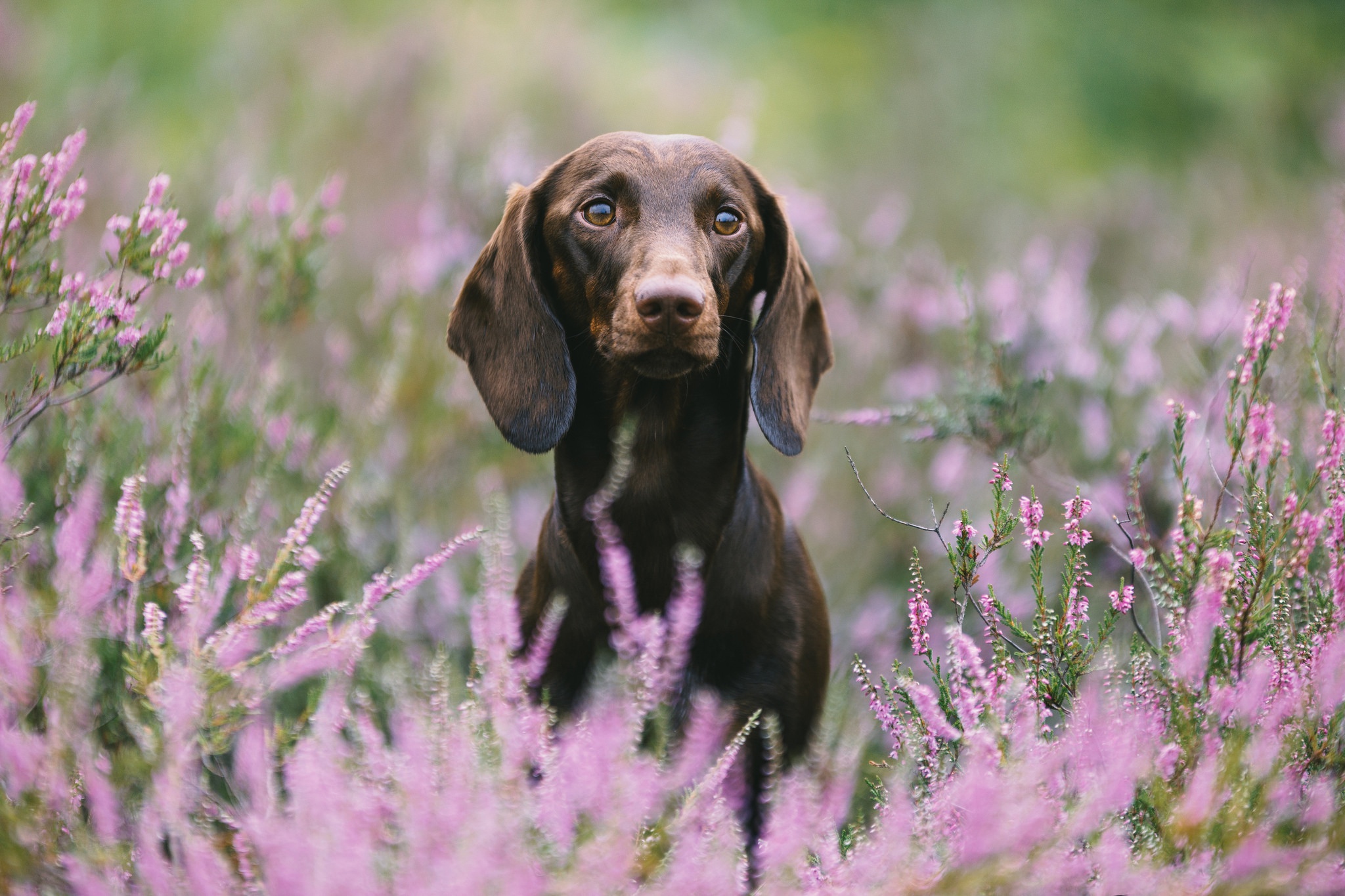 Handy-Wallpaper Tiere, Hunde, Blume, Hund, Lavendel, Dackel, Pinke Blume, Tiefenschärfe kostenlos herunterladen.