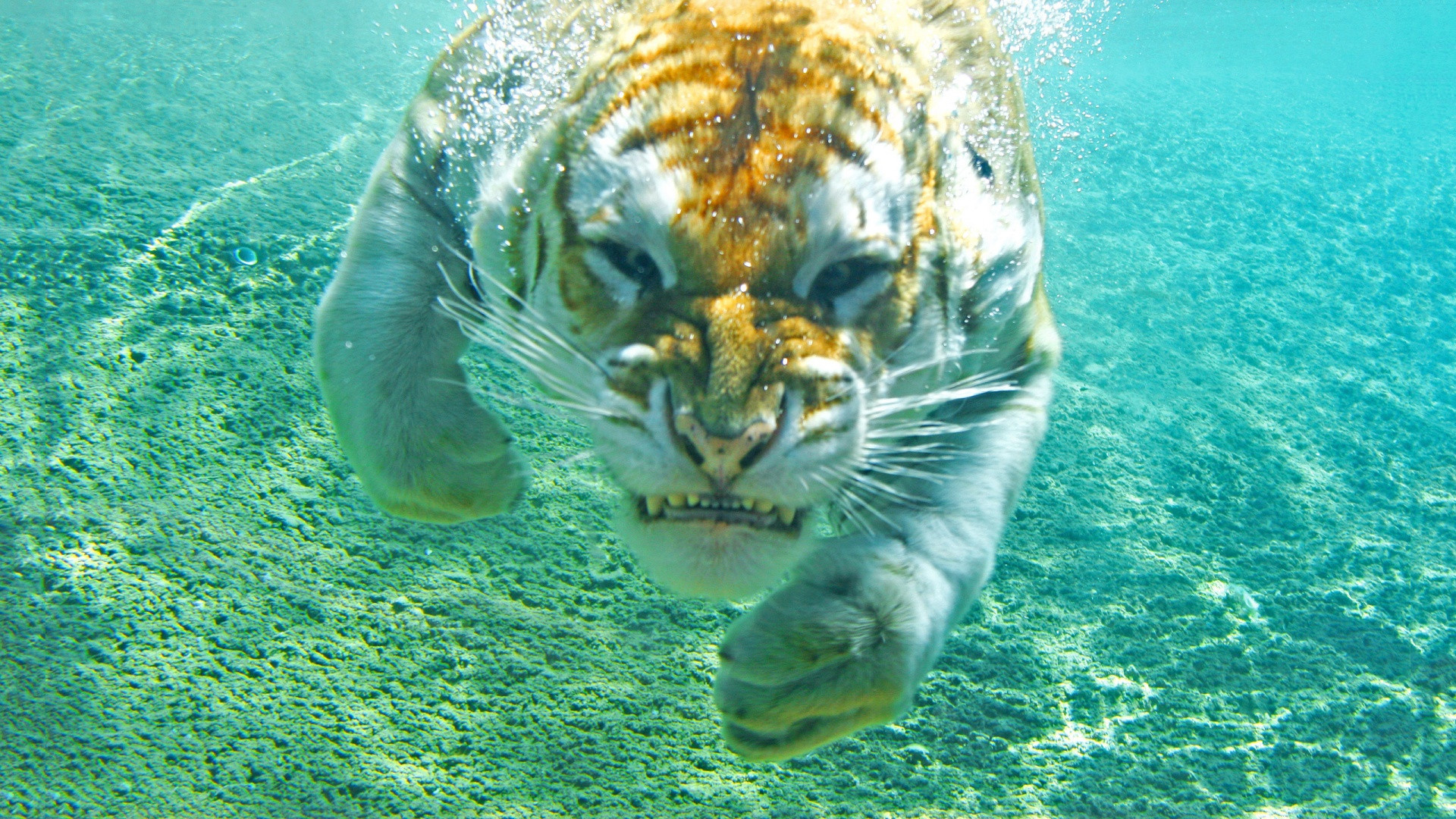 Download mobile wallpaper Swimming, Tiger, Animal, Underwater for free.