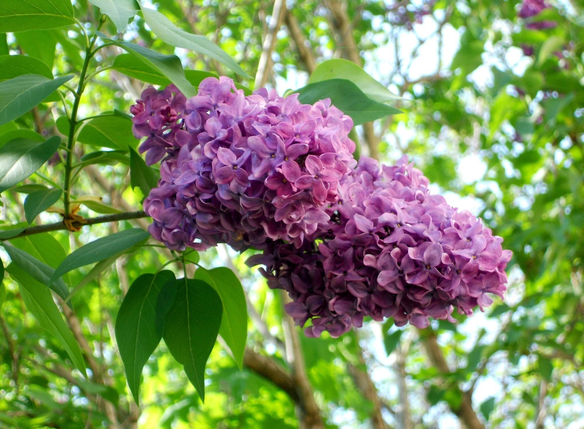 Laden Sie das Lilac, Blühen, Blühenden, Zweig, Grüne, Grünen, Blumen, Ast, Schärfe-Bild kostenlos auf Ihren PC-Desktop herunter