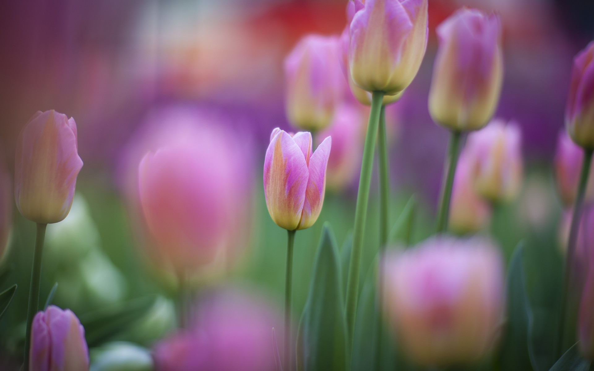 Free download wallpaper Flowers, Earth, Tulip on your PC desktop
