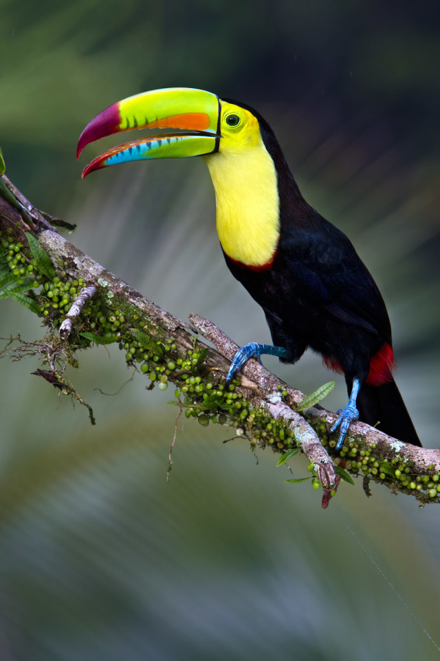 Download mobile wallpaper Birds, Bird, Beak, Branch, Animal, Toucan for free.